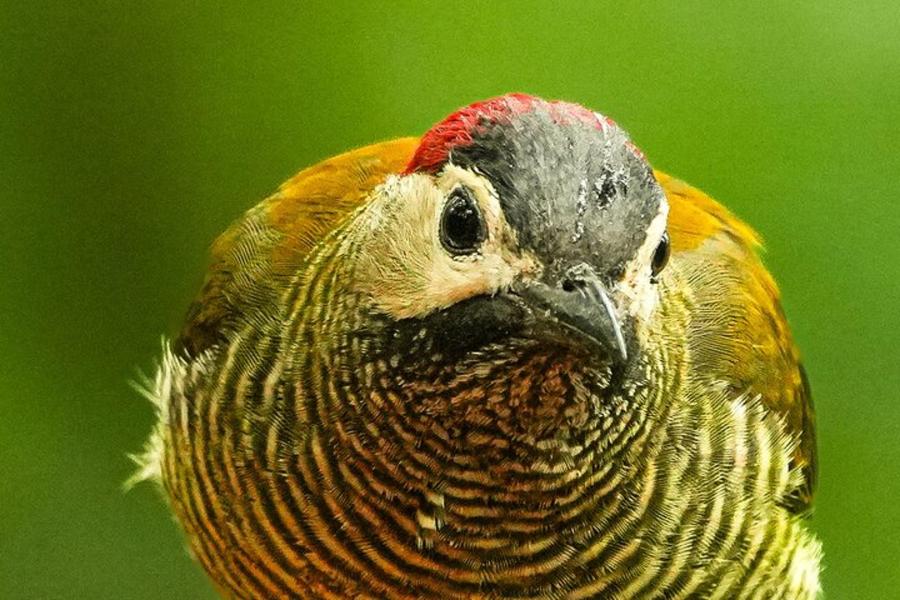 Full Day Experience in Mindo (4/9)