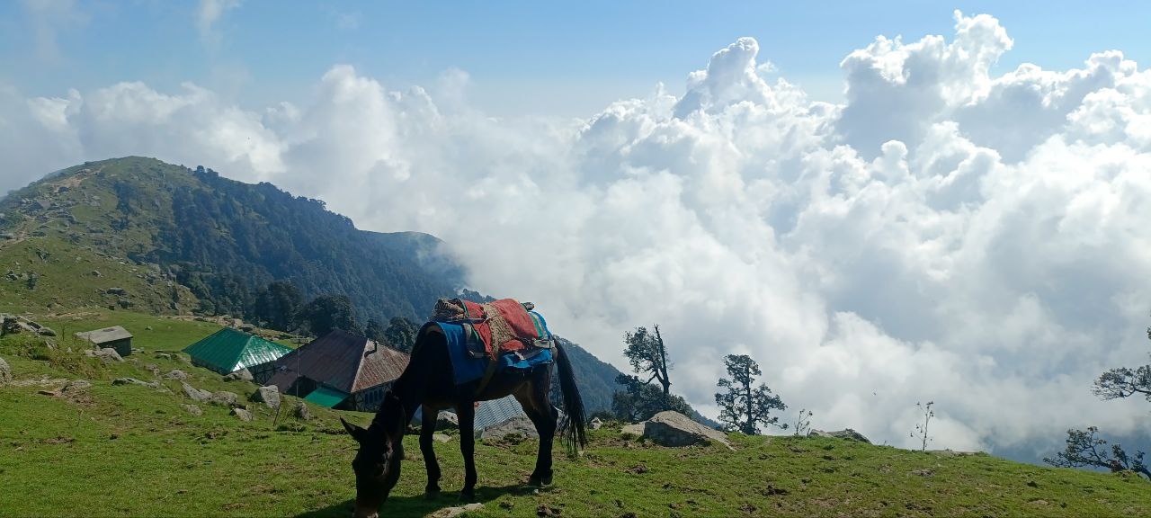 К Далай-Ламе на майские: мини-путешествие в Гималаи (4/17)