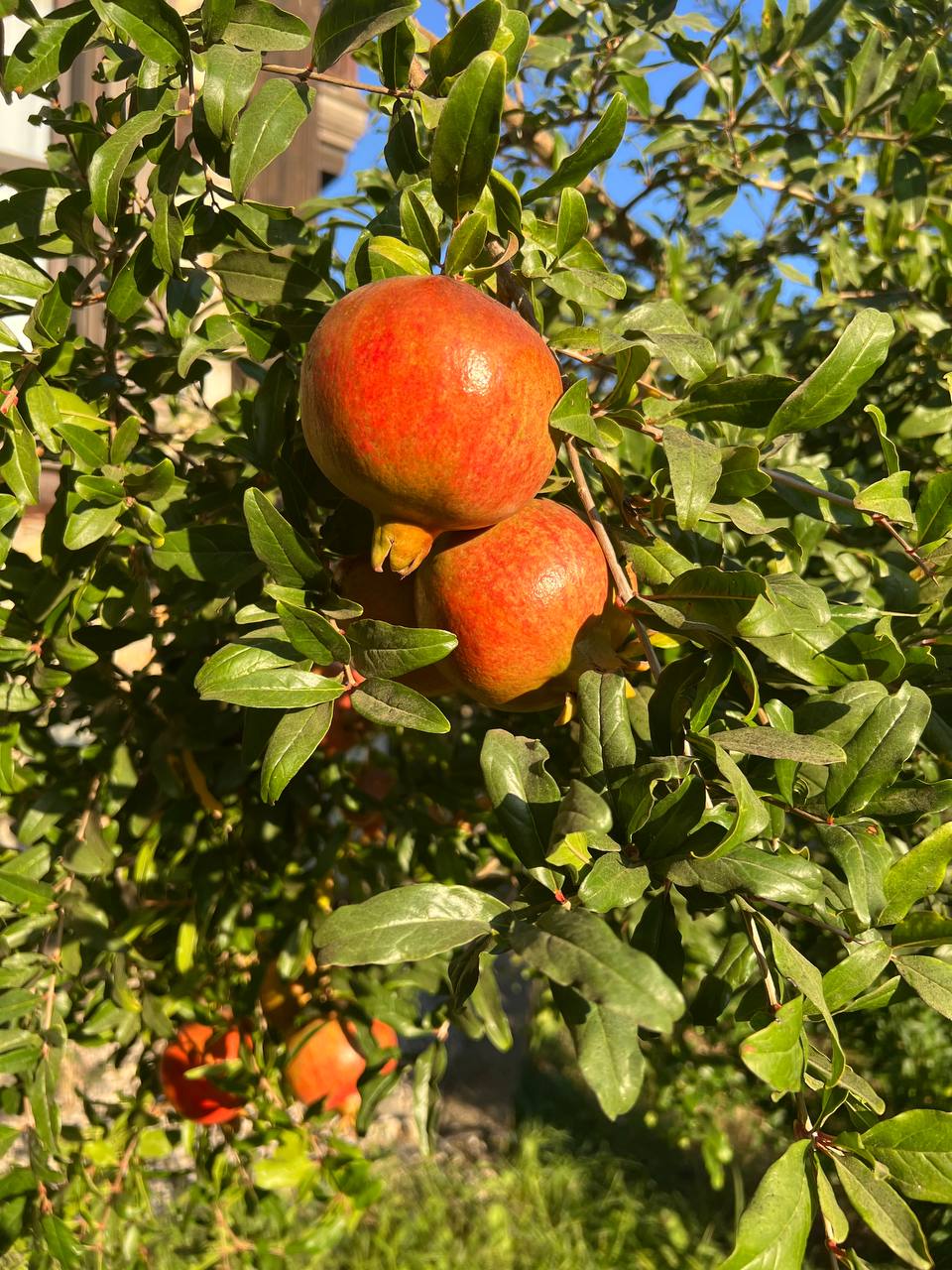 Хайкинг по Ликийской тропе (Запад) без рюкзаков с отелями (9/34)