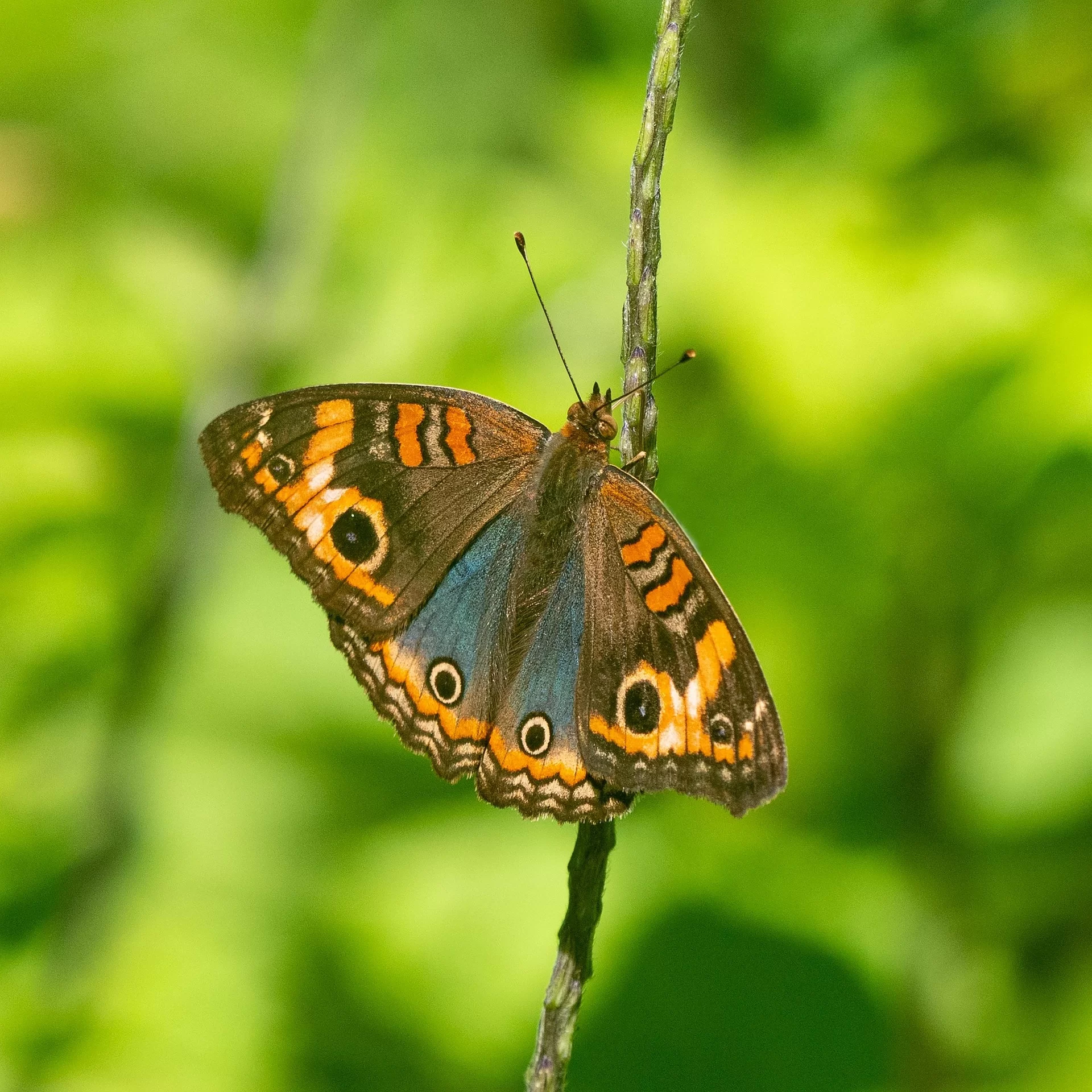 Full Day Experience in Mindo (6/9)