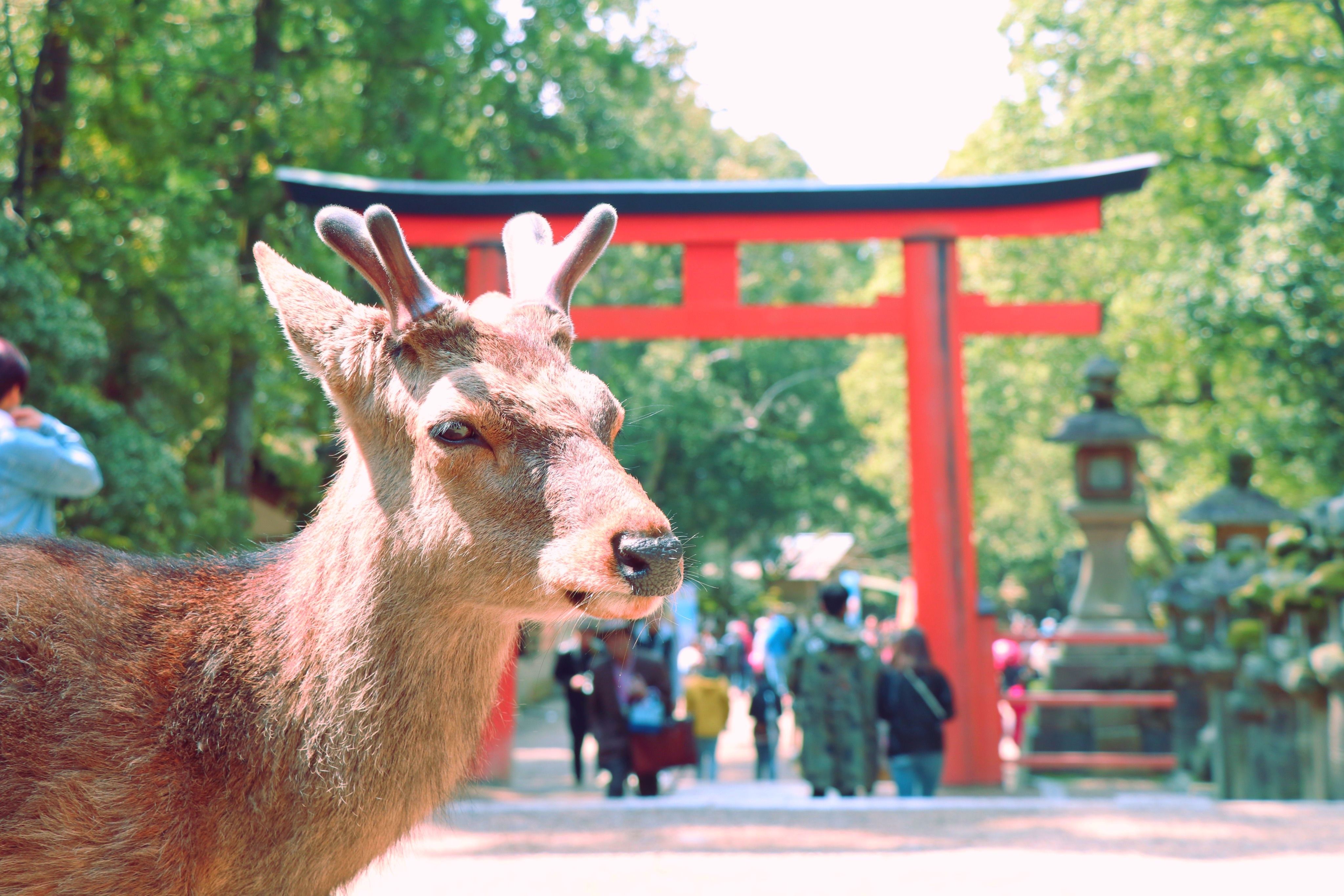 Япония: Алое путешествие (16/50)