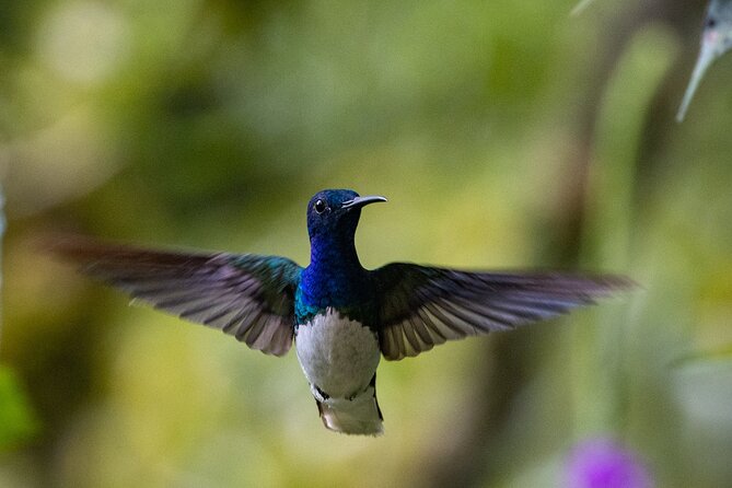 Full Day Experience in Mindo