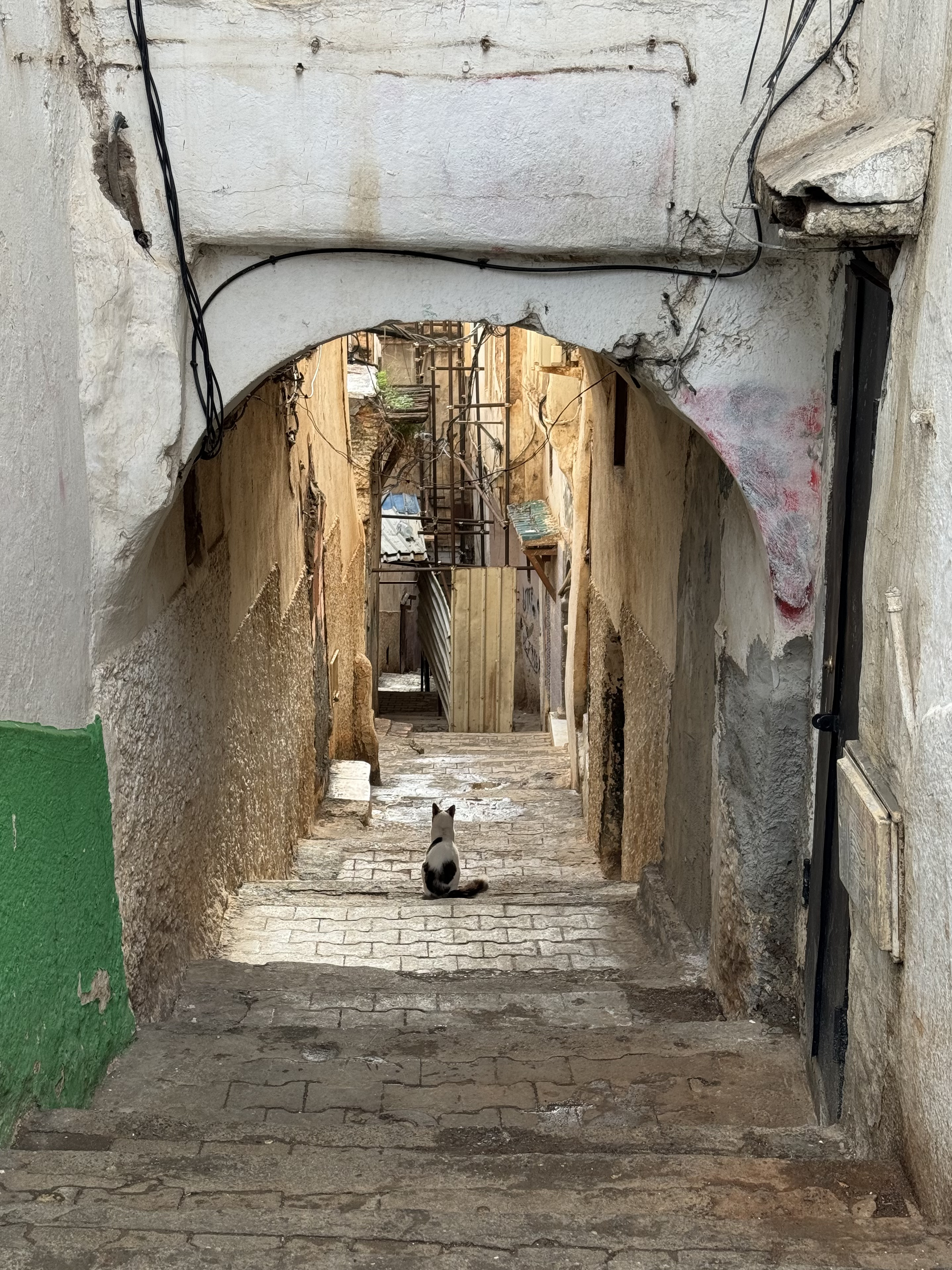 Алжир с востоковедом (11/30)