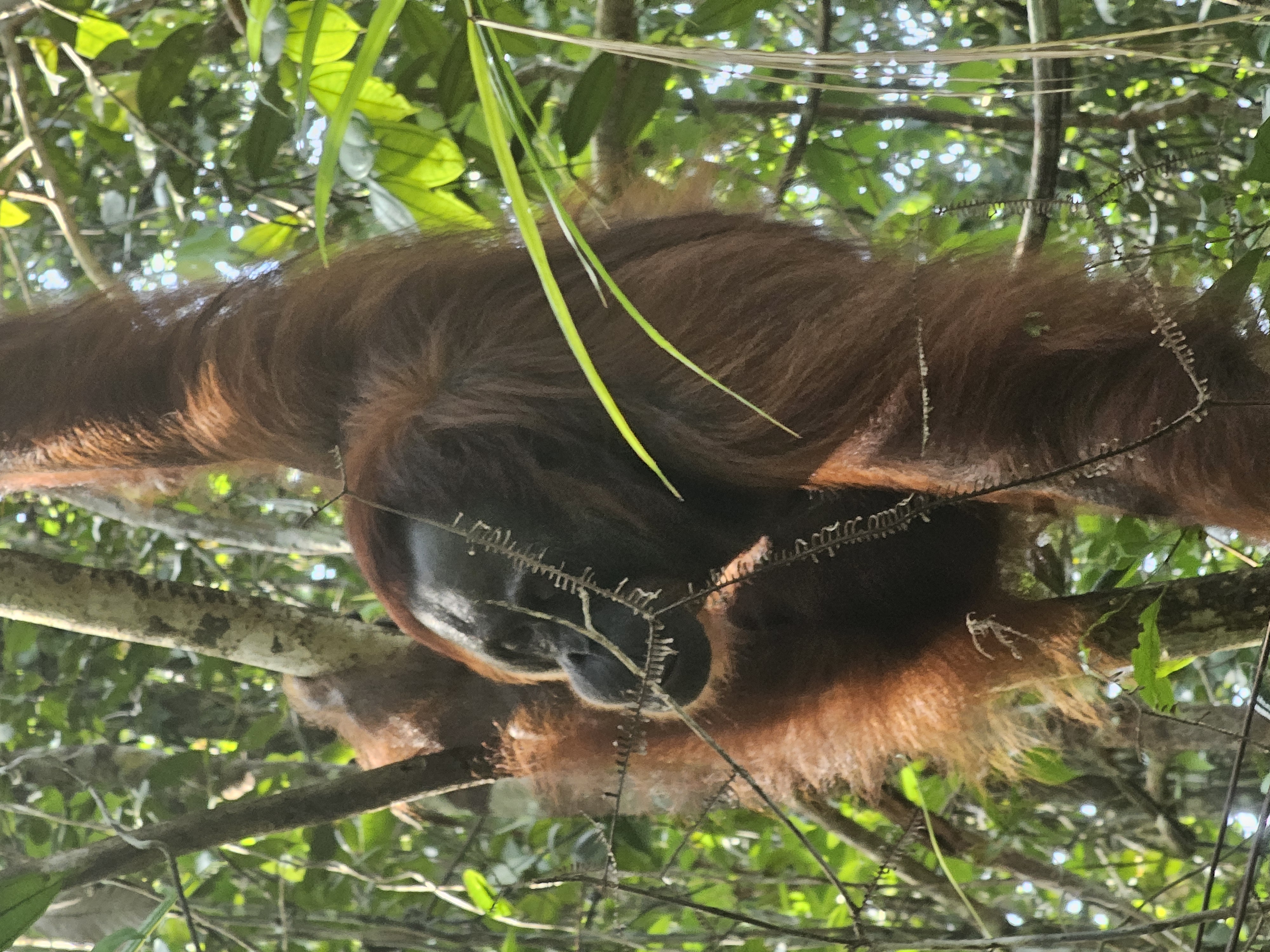 Малайзия: мегаполисы, горы и острова (26/27)