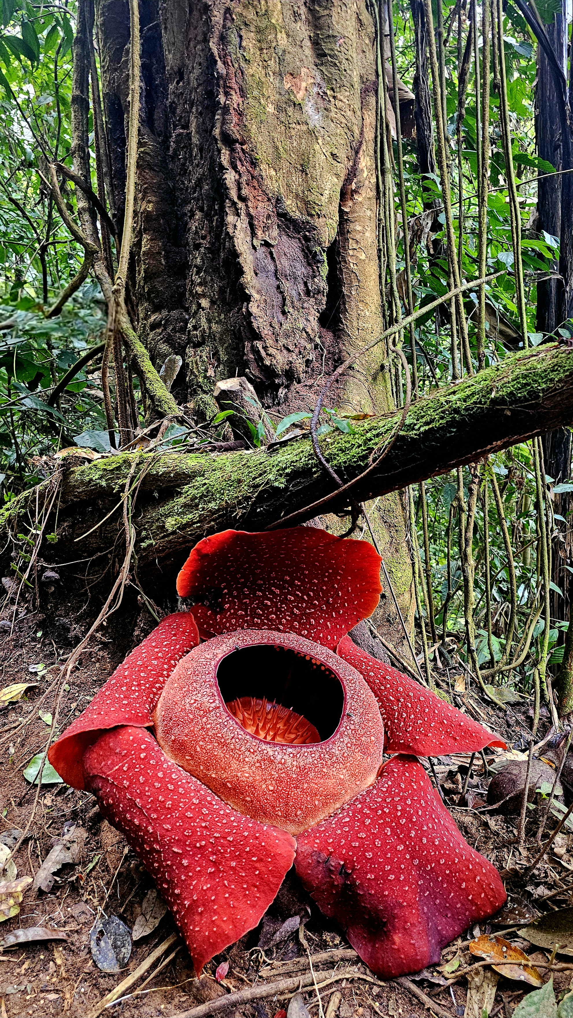 Малайзия: мегаполисы, горы и острова (11/27)