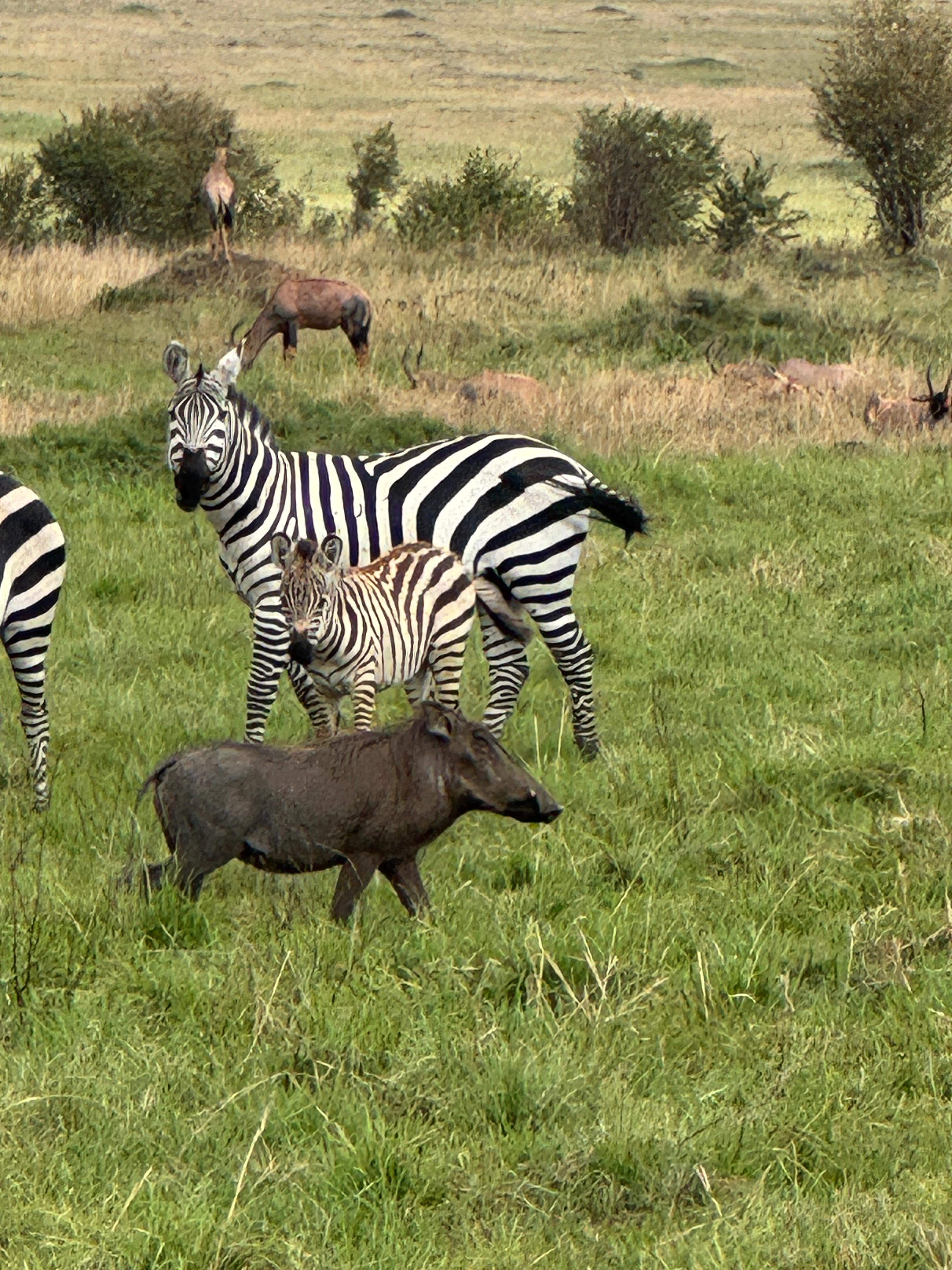 Maasai Mara Flying short and sweet safari (4/11)