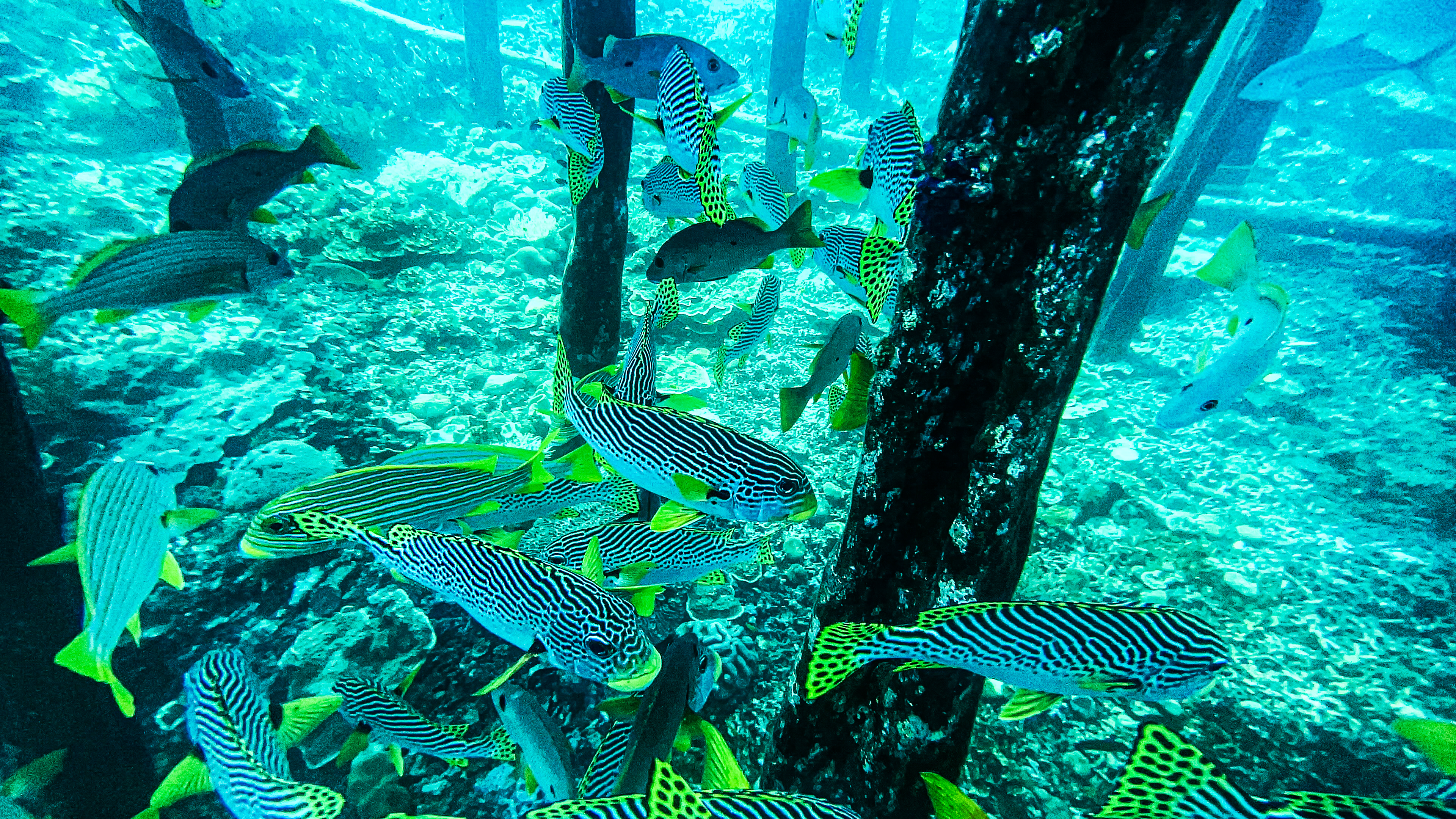 Круиз по Раджа-Ампату на яхте (4/23)