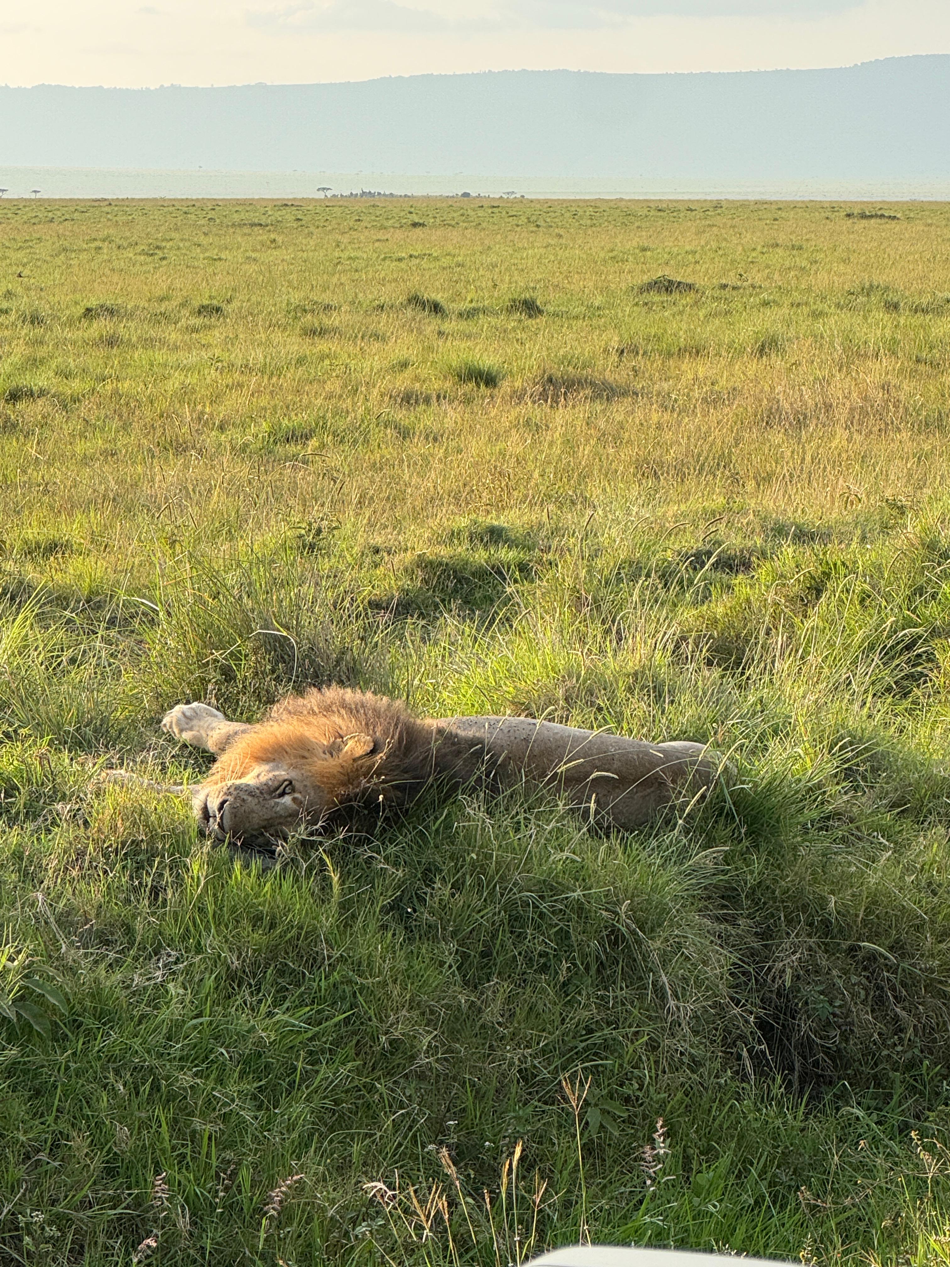 Maasai Mara Flying short and sweet safari (3/11)