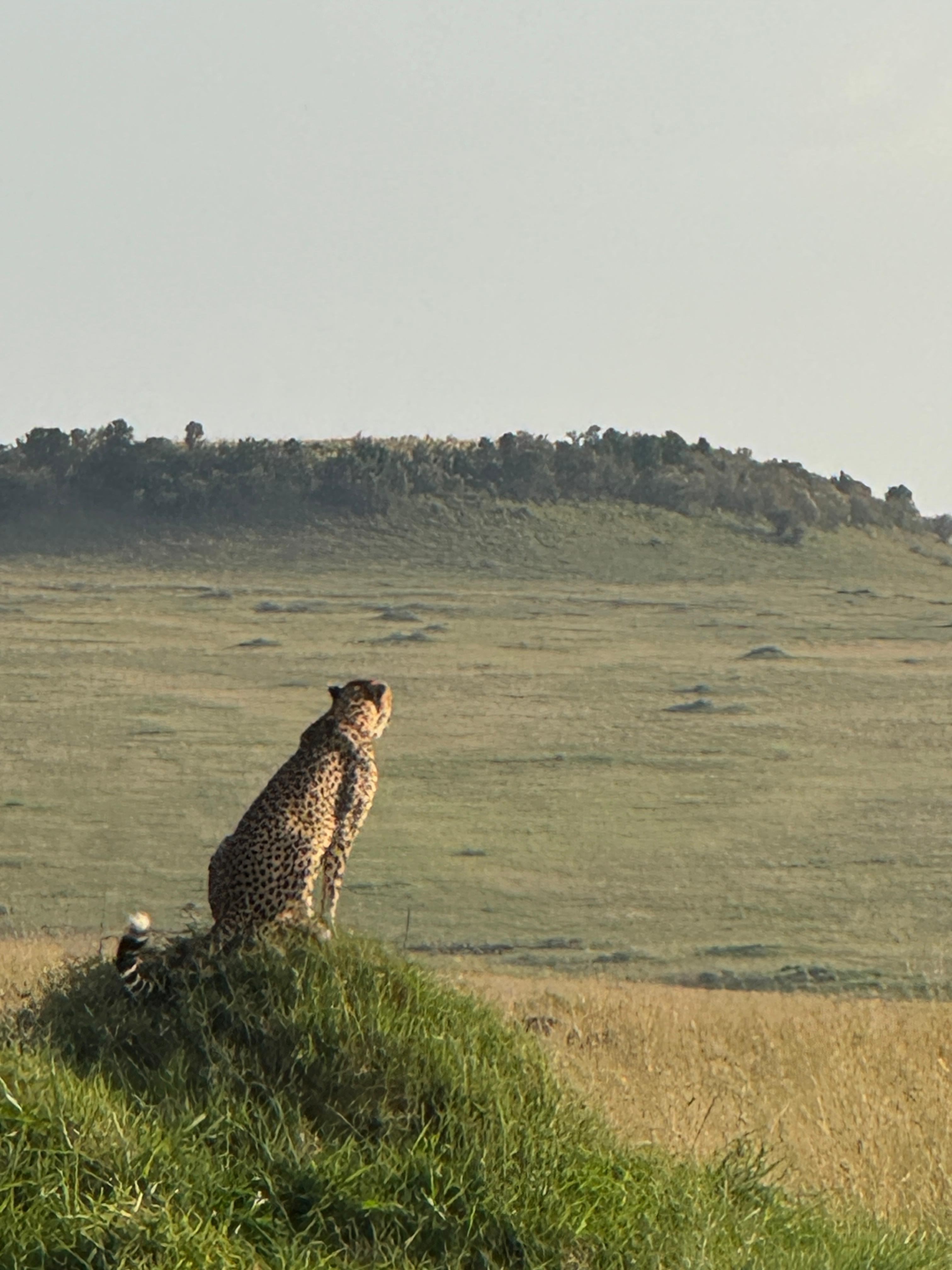 Maasai Mara Flying short and sweet safari (2/11)
