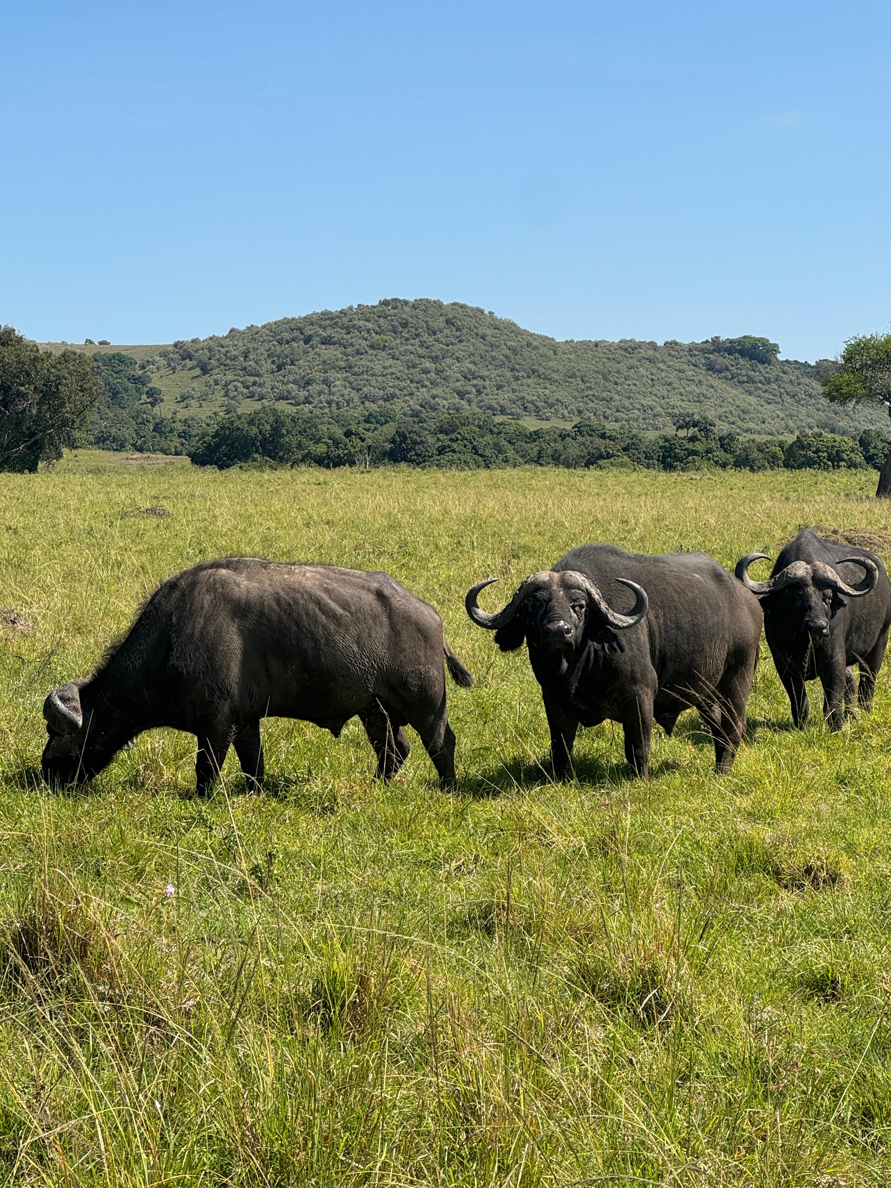Maasai Mara Flying short and sweet safari (6/11)