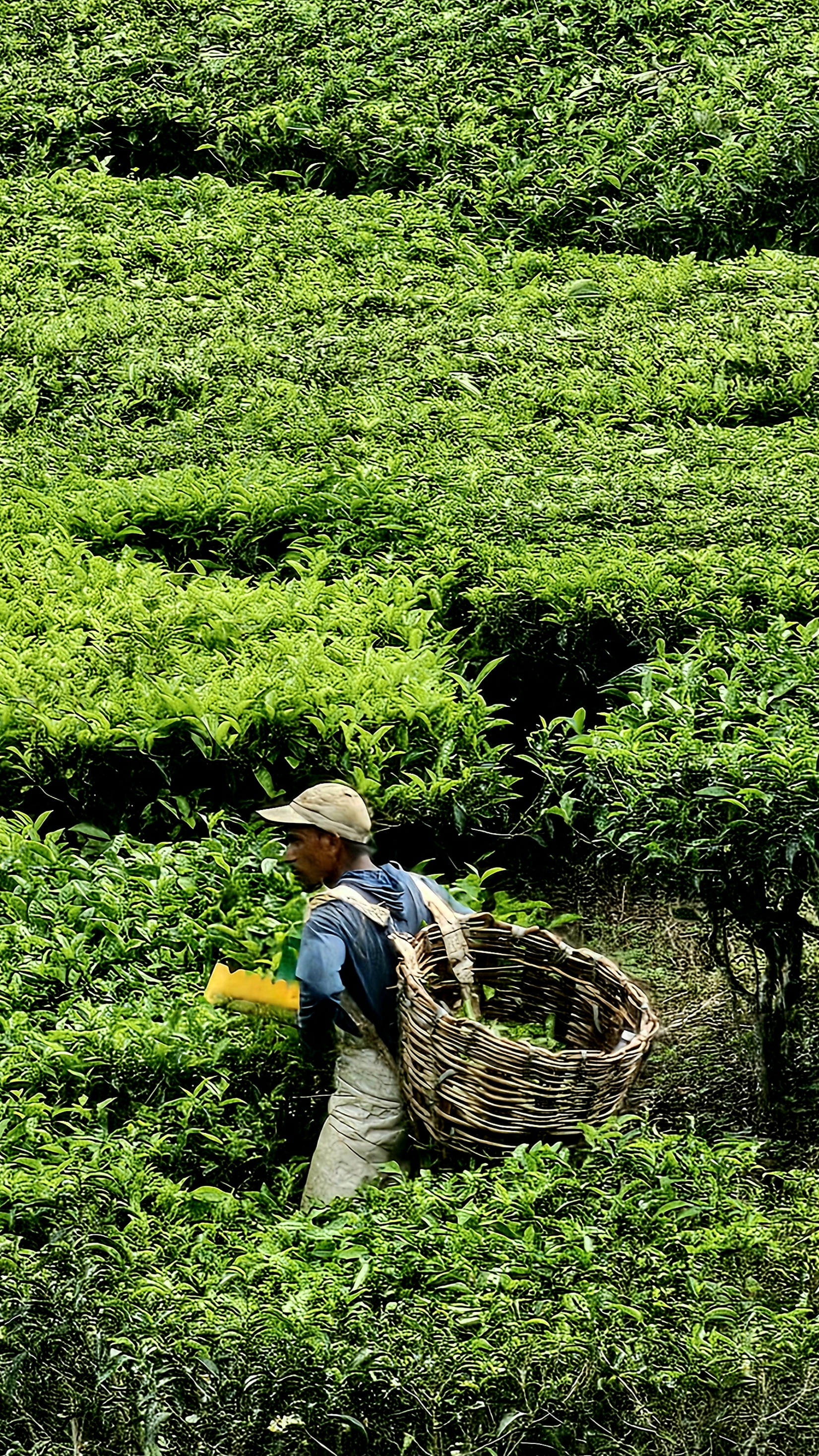 Малайзия: мегаполисы, горы и острова (9/27)