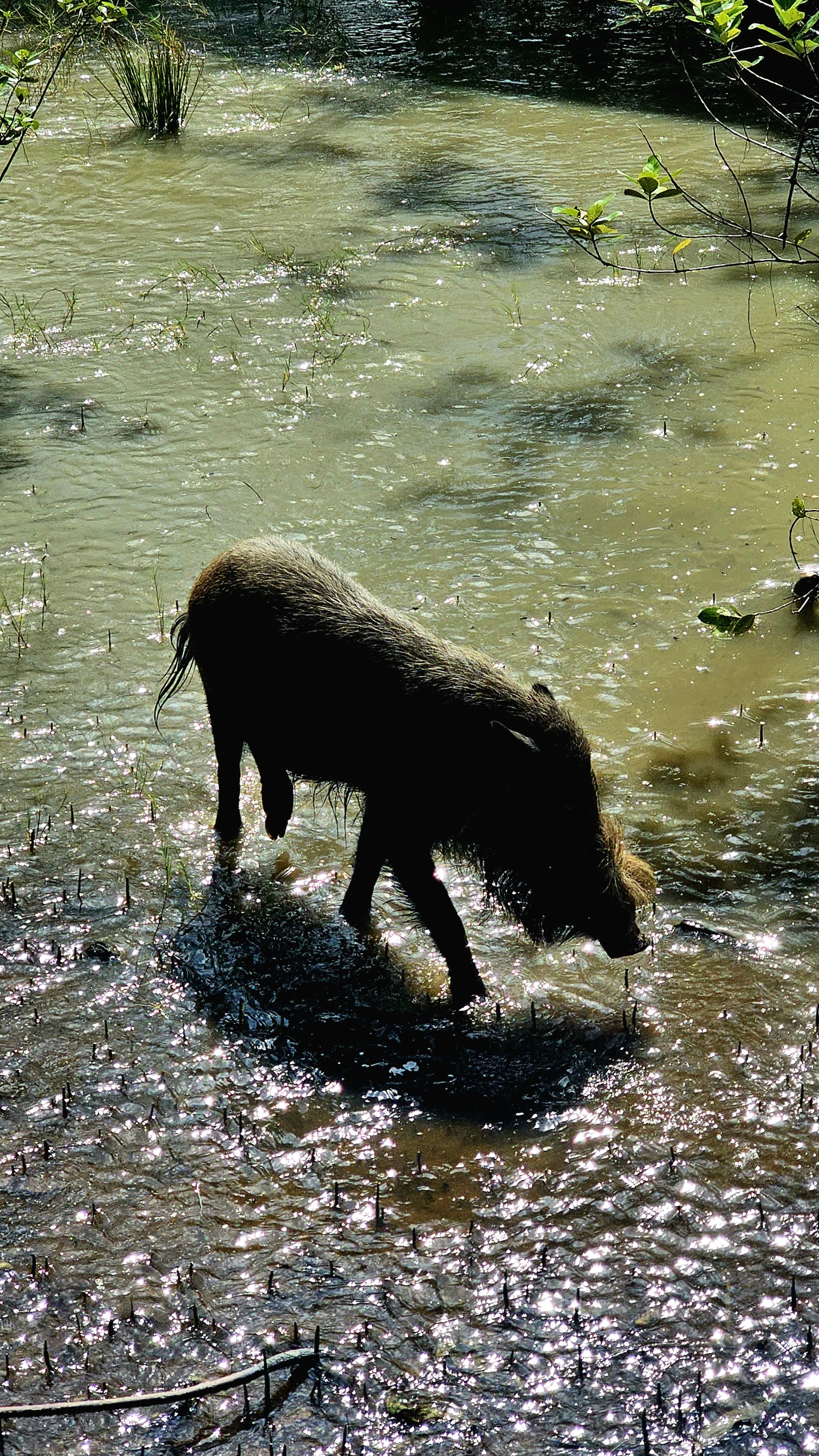 Малайзия: мегаполисы, горы и острова (20/27)