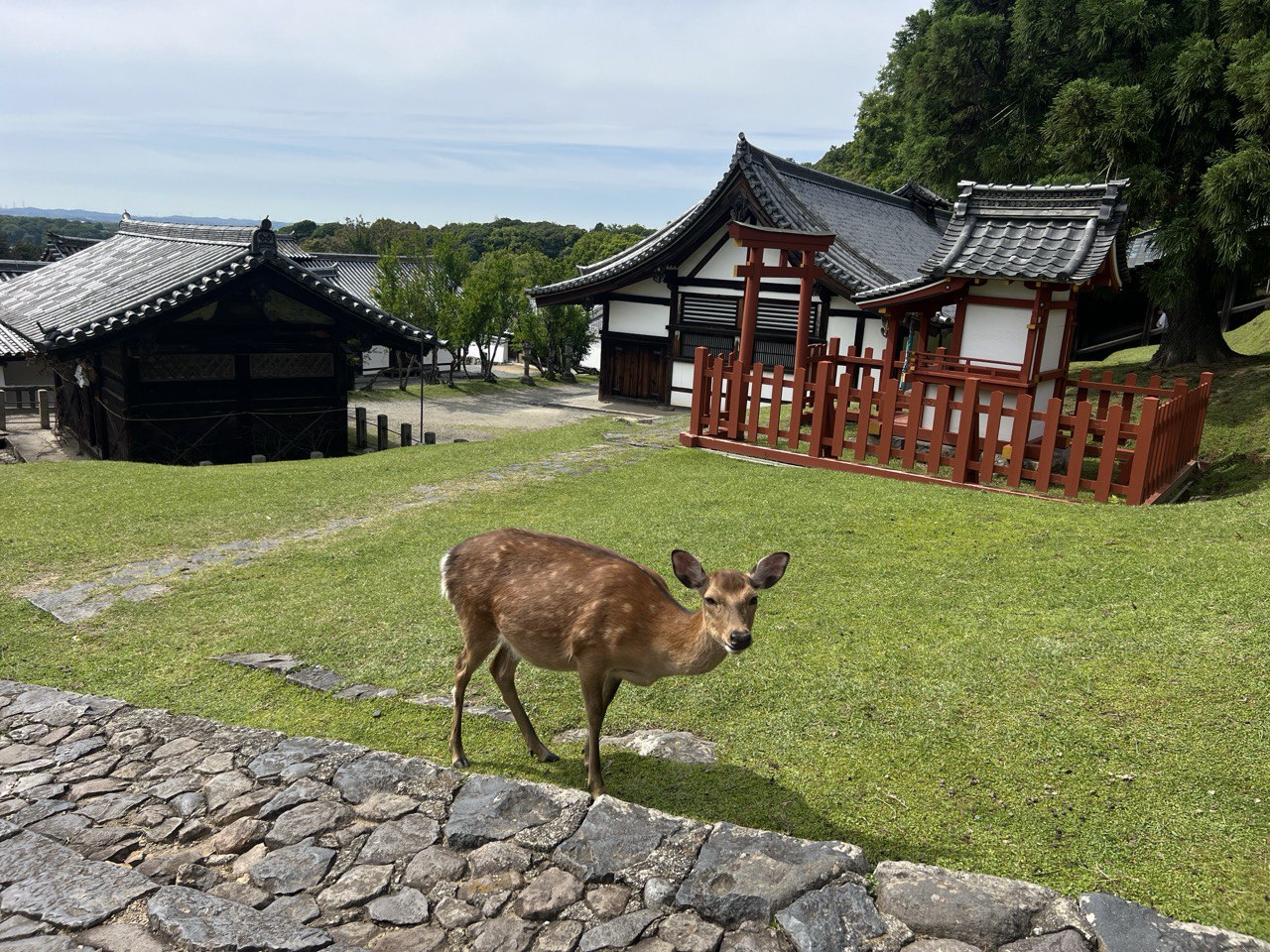 Под сенью цветущей сакуры. Нестандартный тур в Японию (28/31)