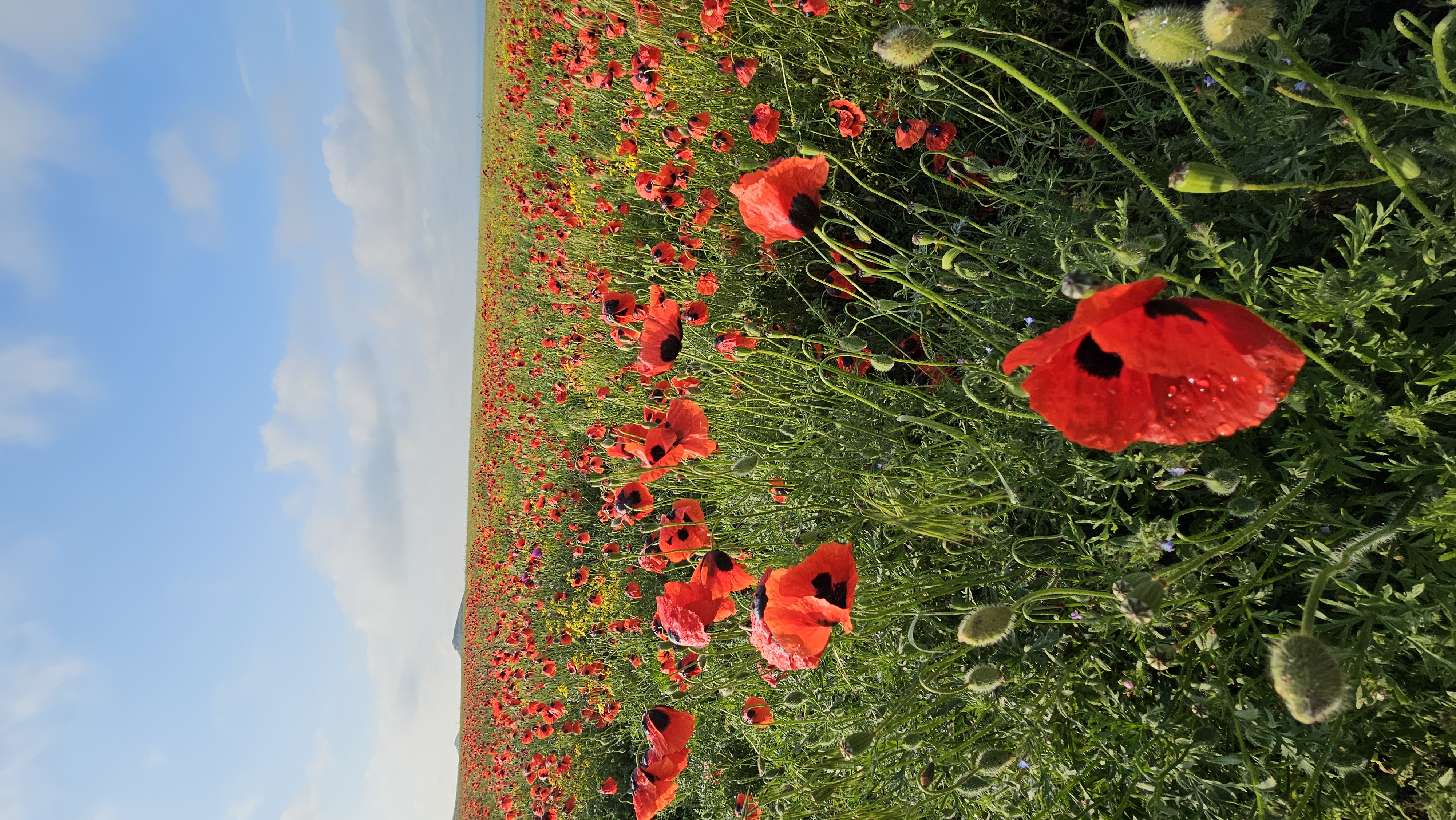4 дня : Весеннее пламя Дагестана