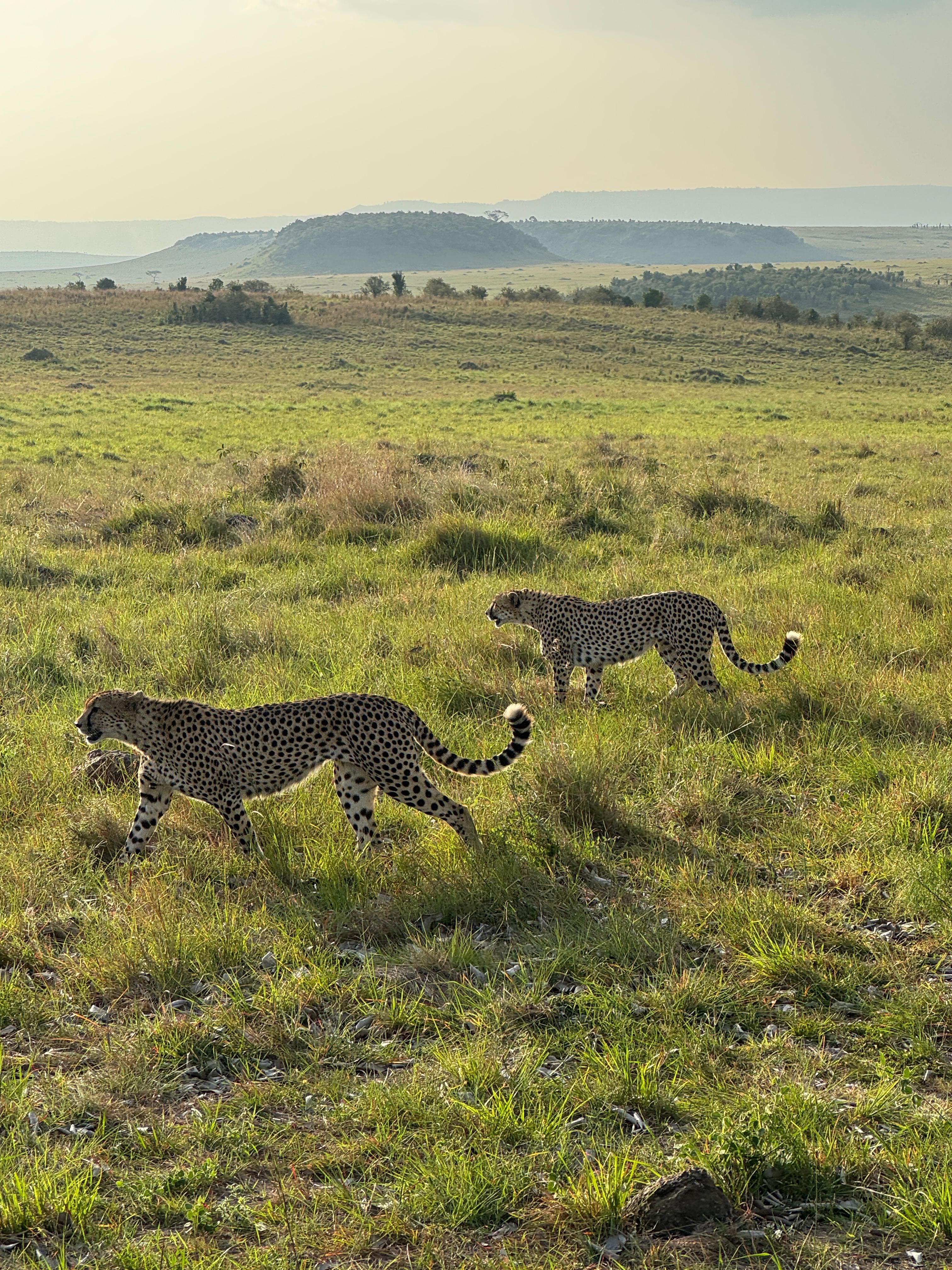 Maasai Mara Flying short and sweet safari