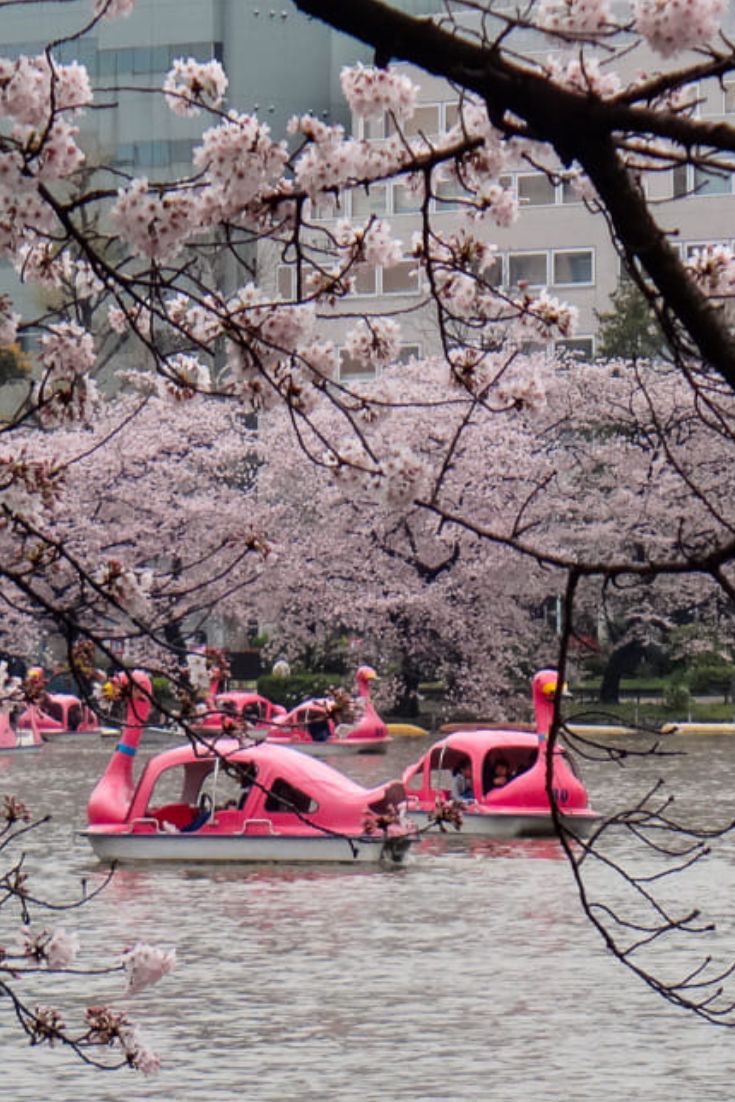 Под сенью цветущей сакуры. Нестандартный тур в Японию (11/31)