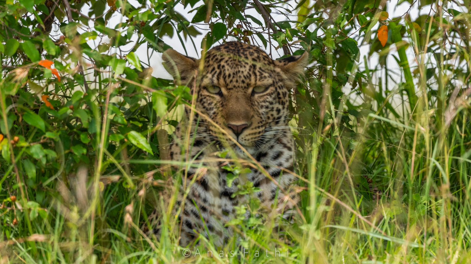 Maasai Mara Flying short and sweet safari (8/11)