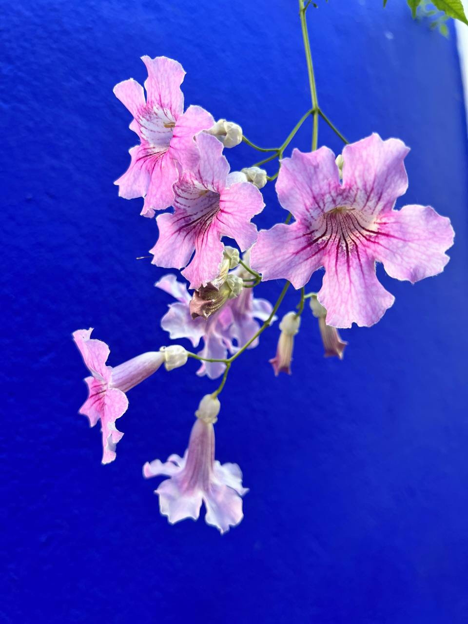 Марроканская Кругосветка (33/68)