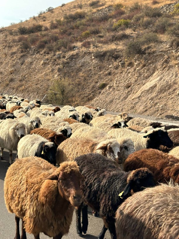 8 улетных дней в Армении и Грузии +винный фестиваль (73/167)