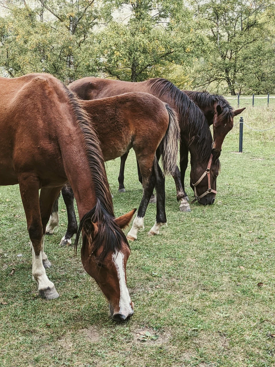 Хунзах, водопады, Матлас, Каменная чаща, Дербент