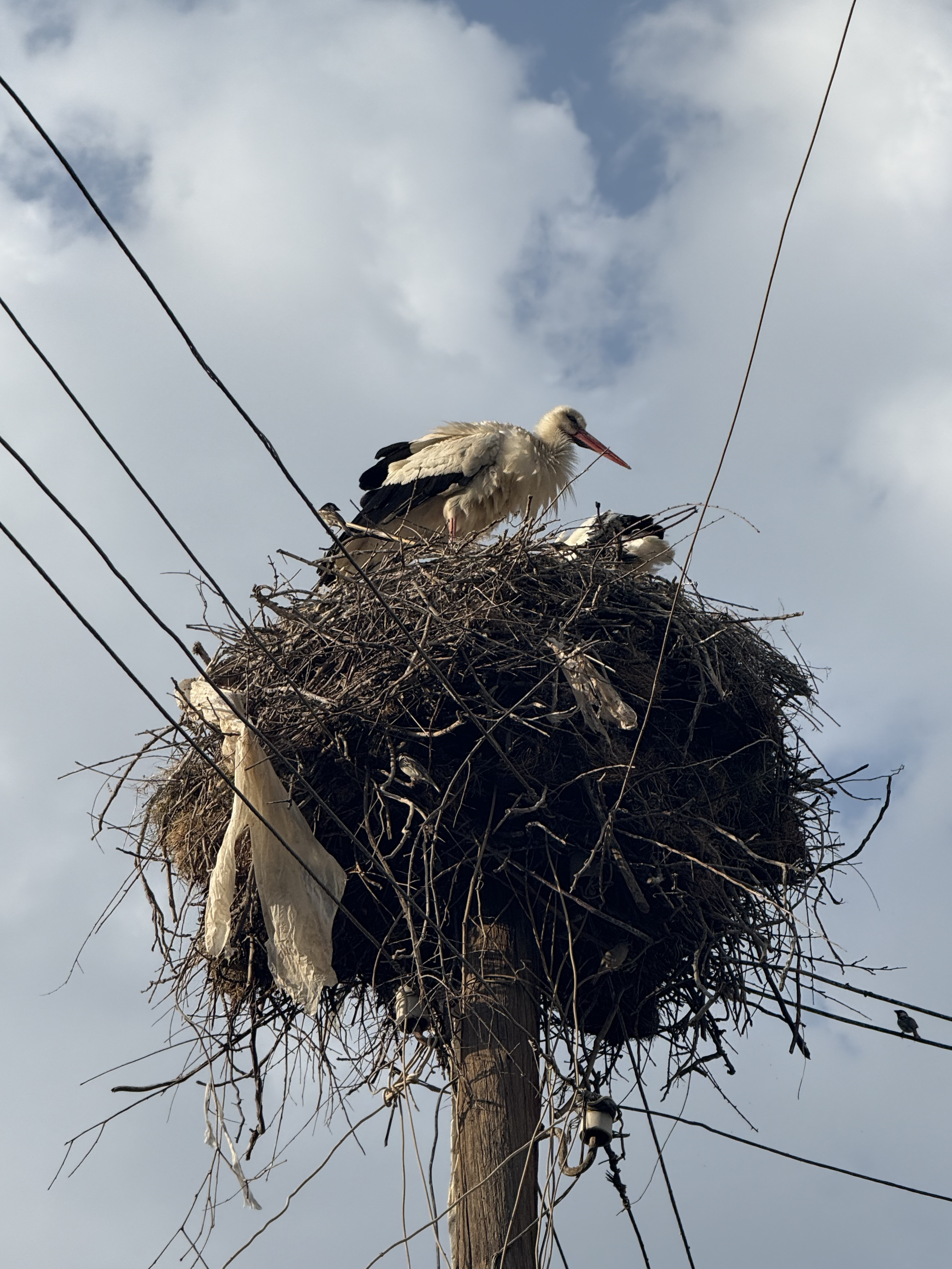 8 улетных дней в Армении и Грузии +винный фестиваль (130/167)