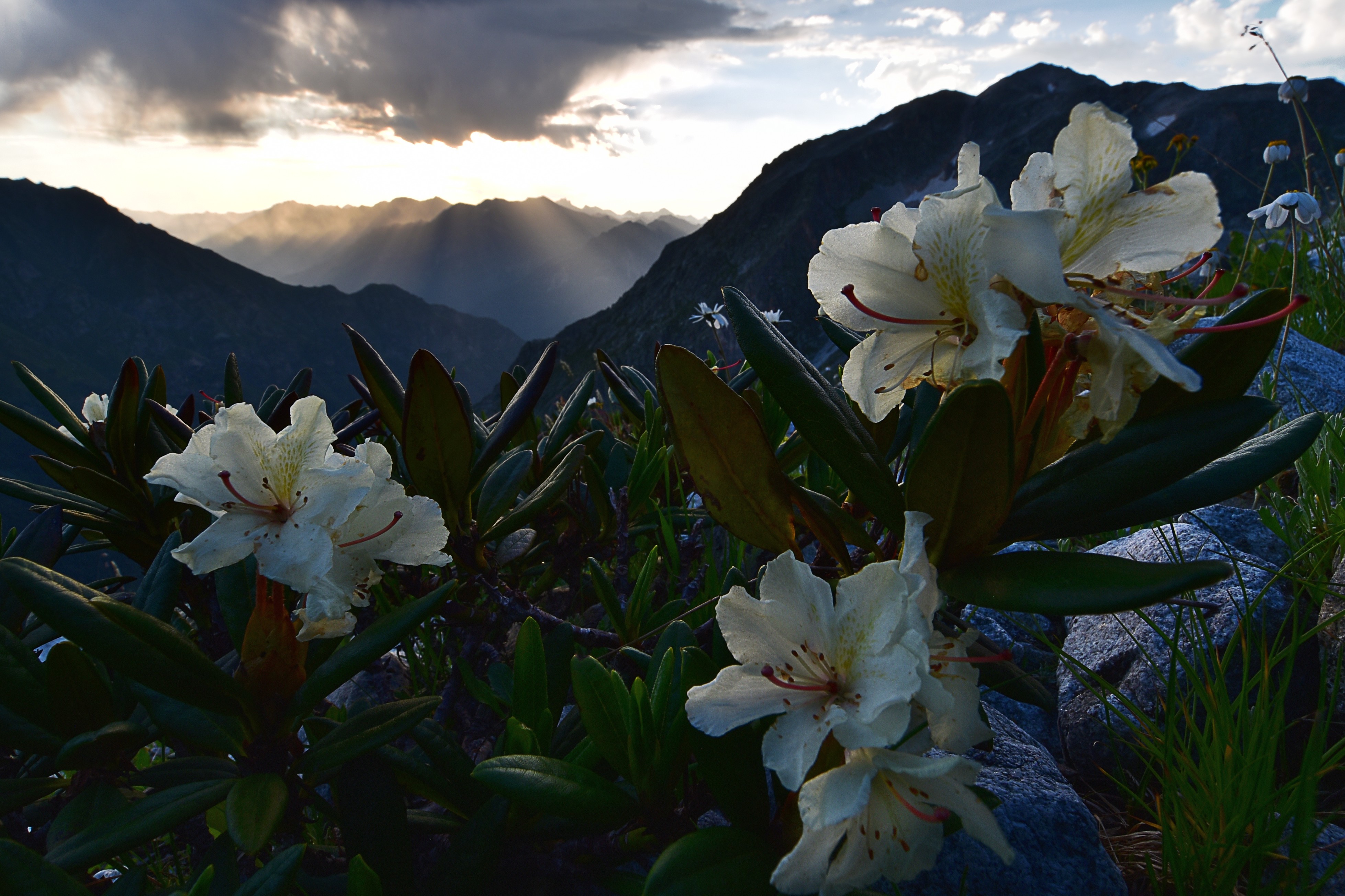 Трекинг-тур Цветущие склоны Архыза. Размещение в отеле (4/40)