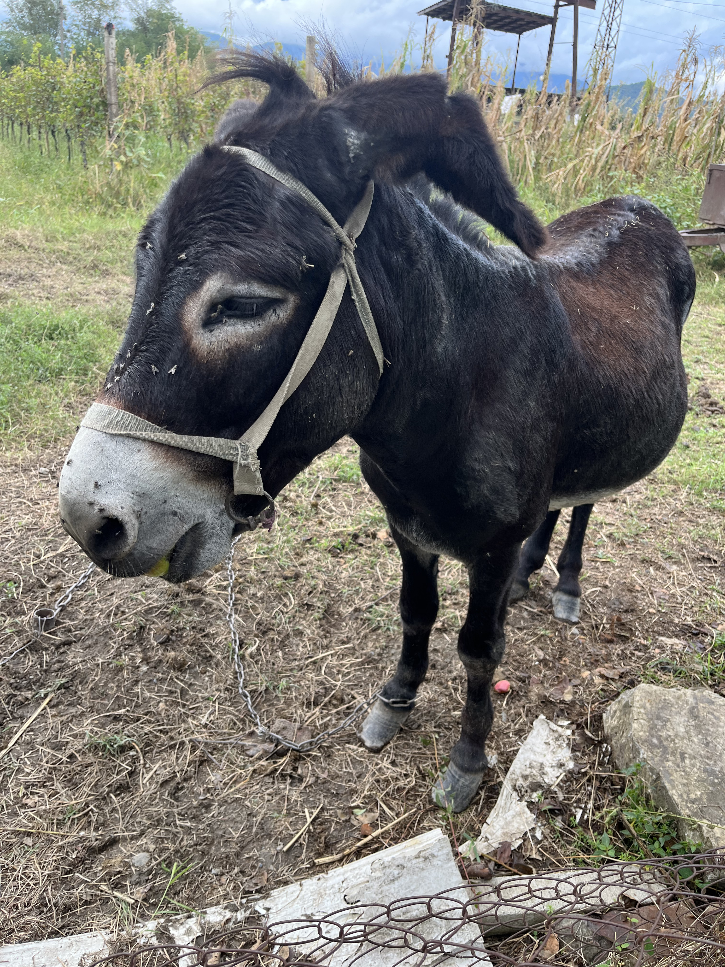 8 улетных дней в Армении и Грузии +винный фестиваль (146/167)