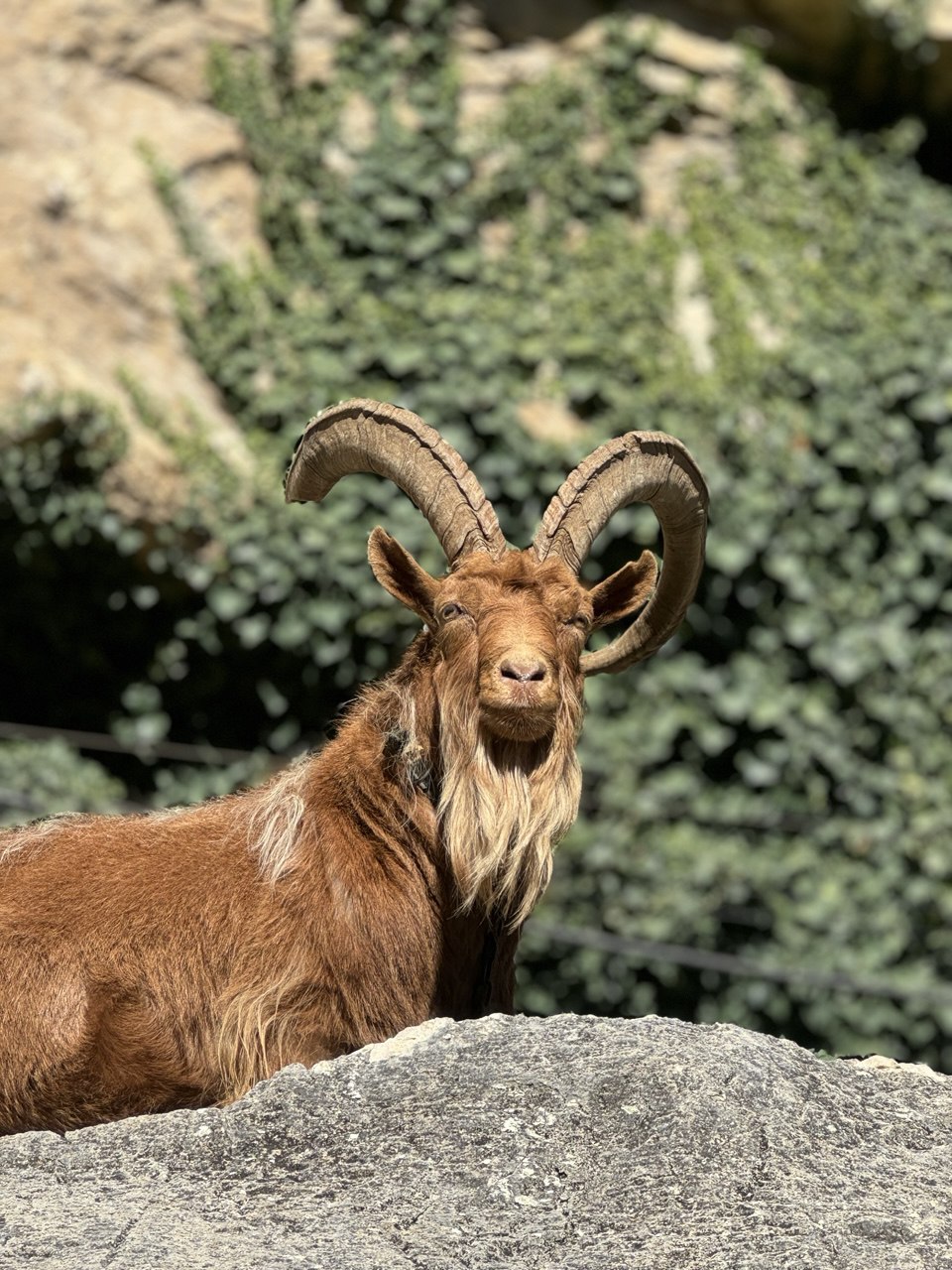 Мелодия Дагестана: 5 дней Всё включено! (28/436)