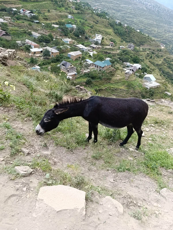 Рафтинг по Аварскому Койсу и Карадахская теснина. Все включено (7/15)