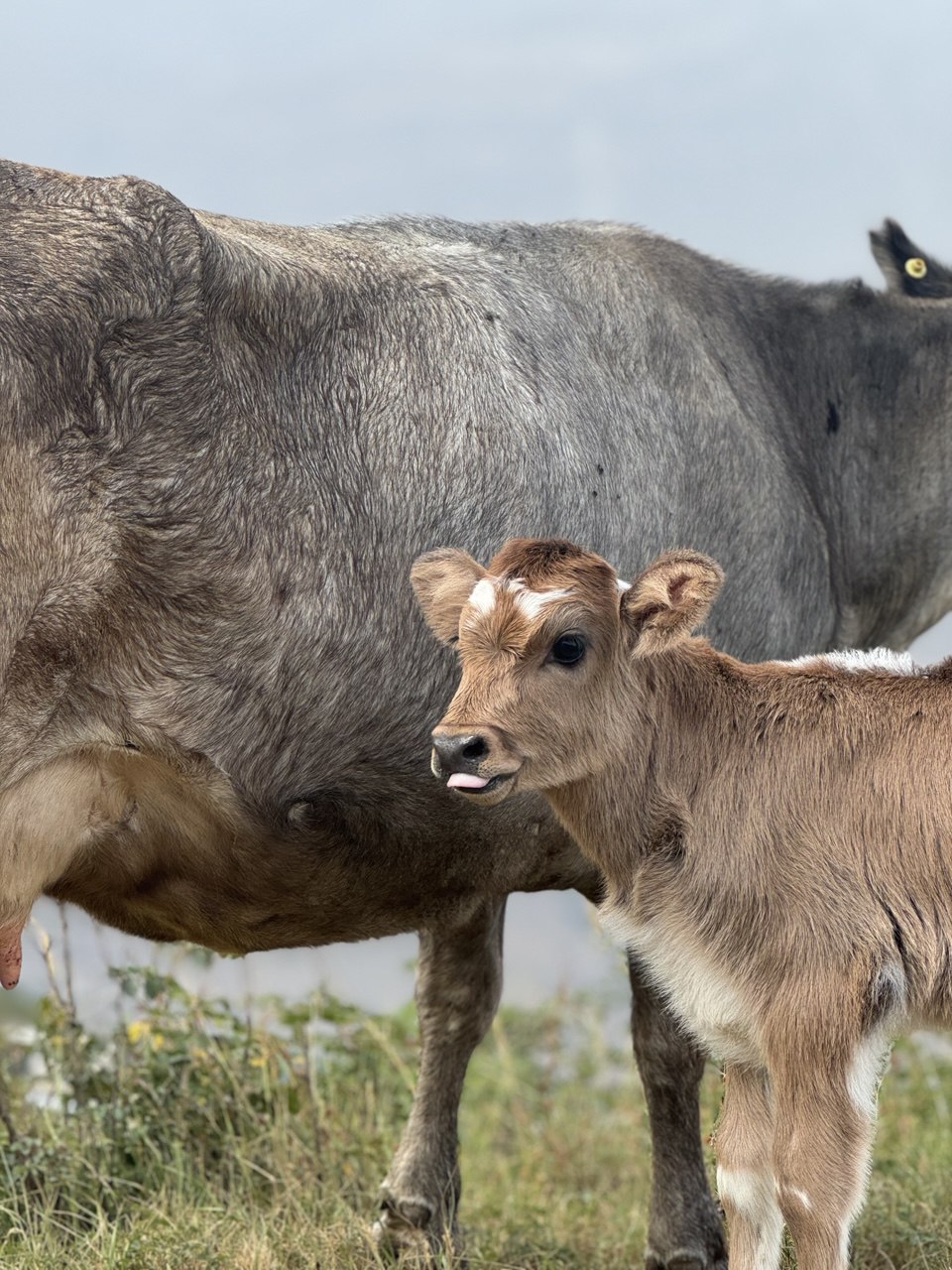 Мелодия Дагестана: 5 дней Всё включено! (132/436)