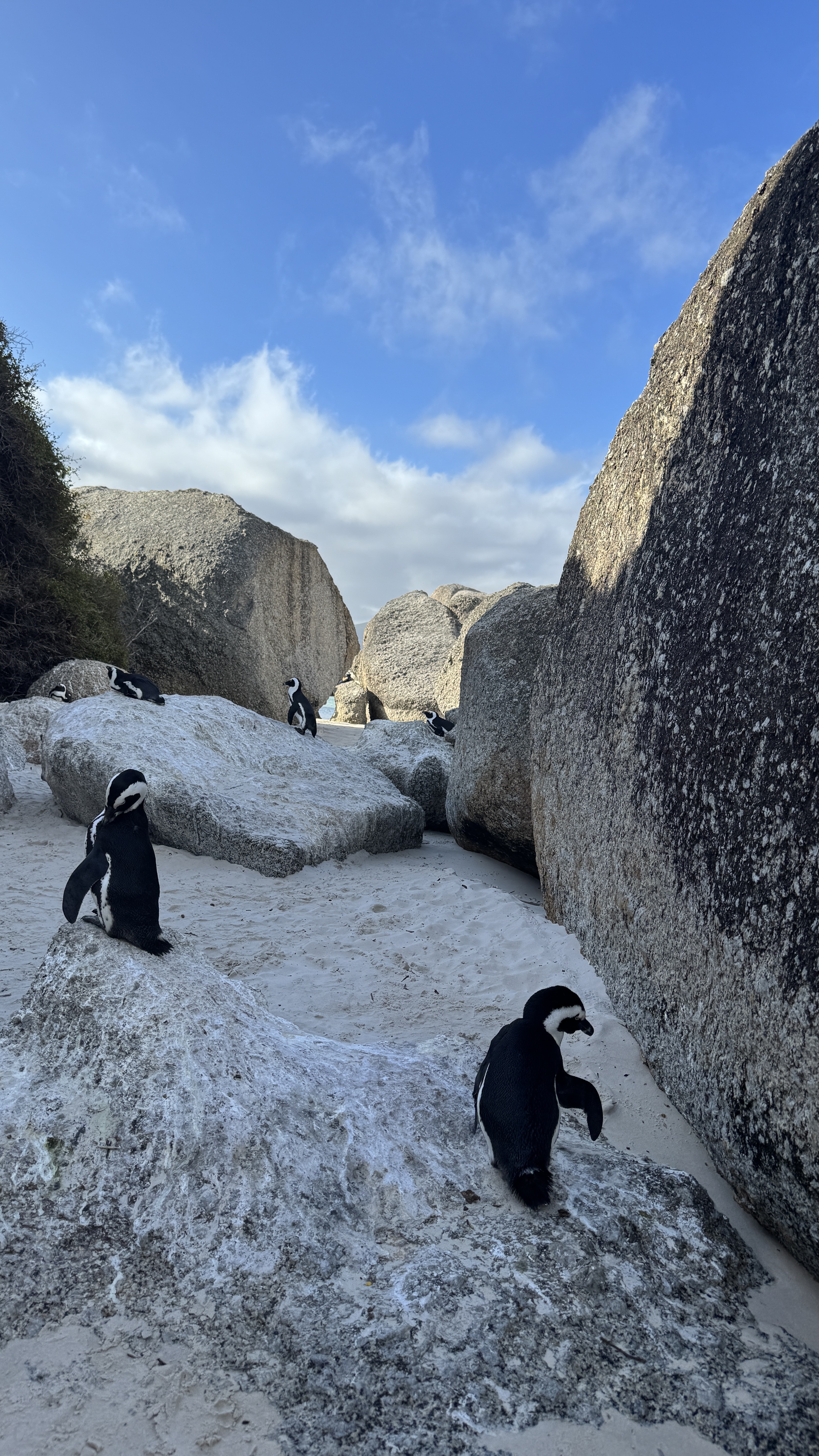 Девичник мечты в Кейптауне на 8 марта: океан, сафари и винные долины (7/35)