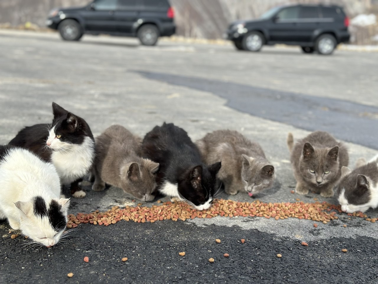 Мелодия Дагестана: 5 дней Всё включено! (92/436)