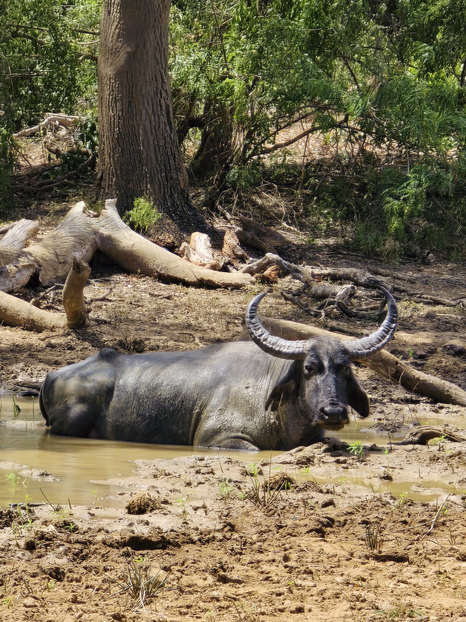 Вибрации Шри-Ланки: практика медитации в топ локациях за 9 дней (18/58)