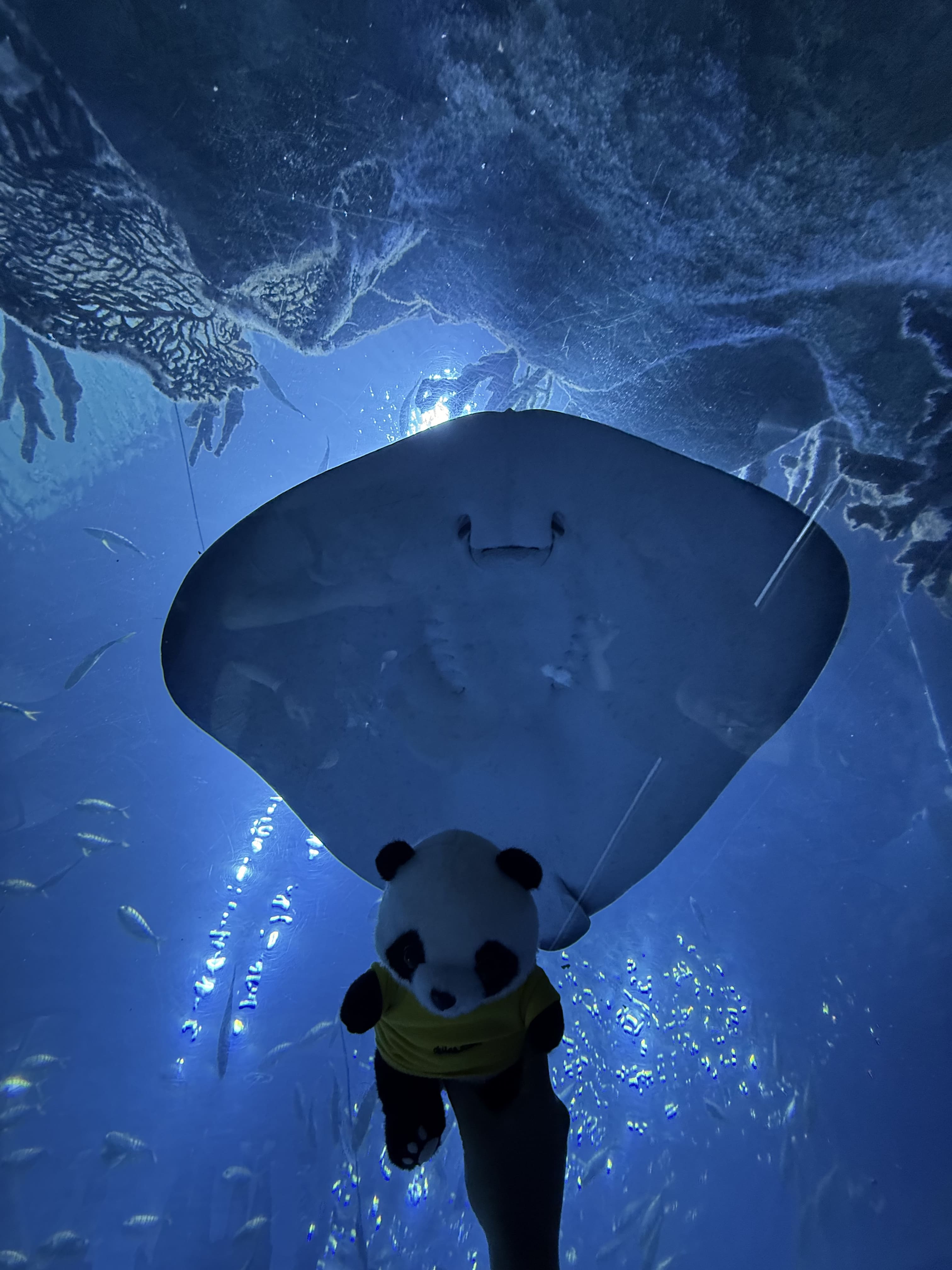 Парк Chimelong Ocean Kingdom и вечерний Чжухай