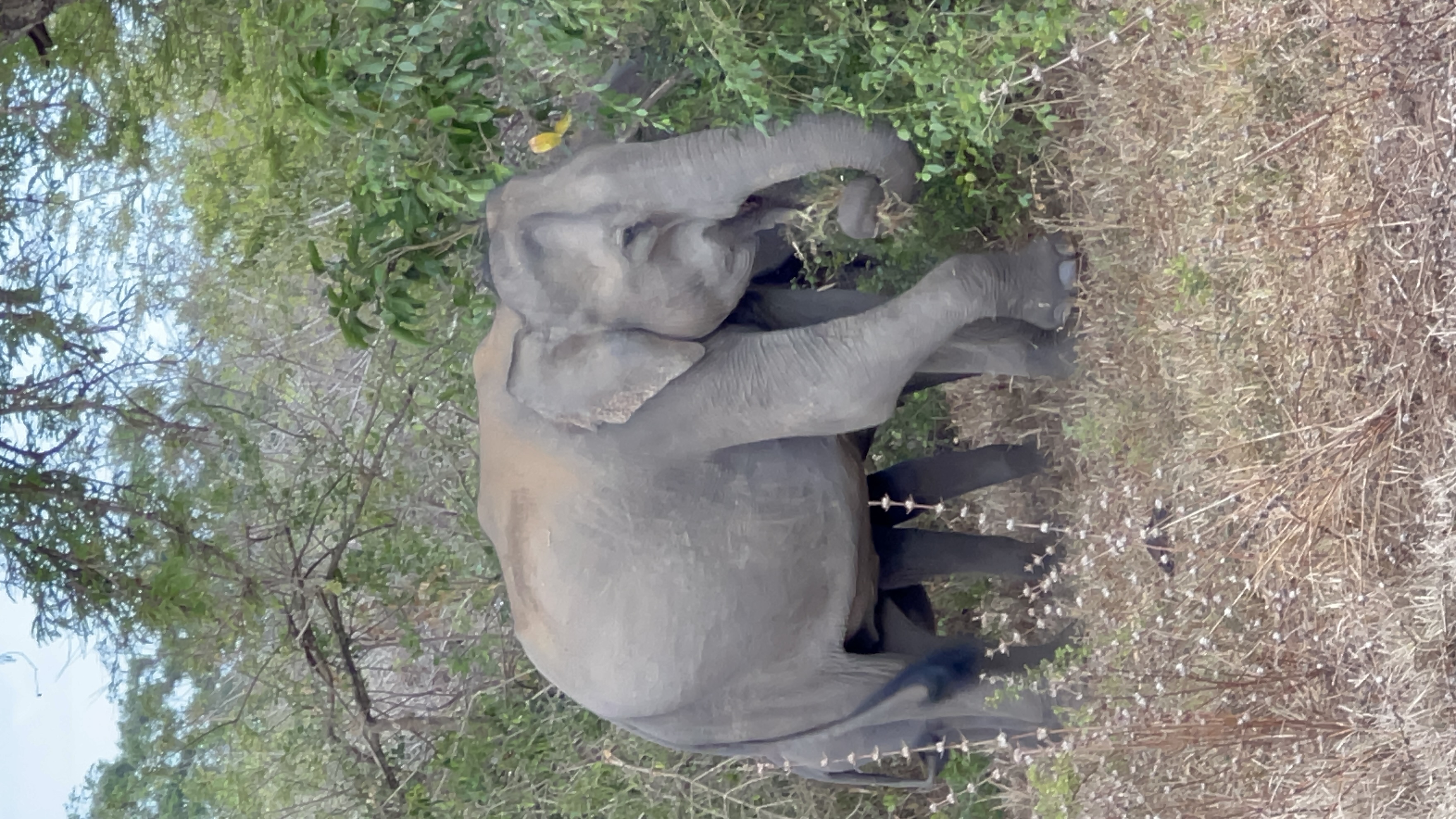 Вибрации Шри-Ланки: практика медитации в топ локациях за 9 дней (19/58)