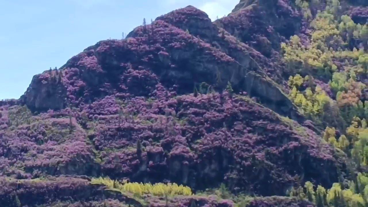 Однодневный фототур. Цветение маральника: Алтай в розовом цвету (7/10)
