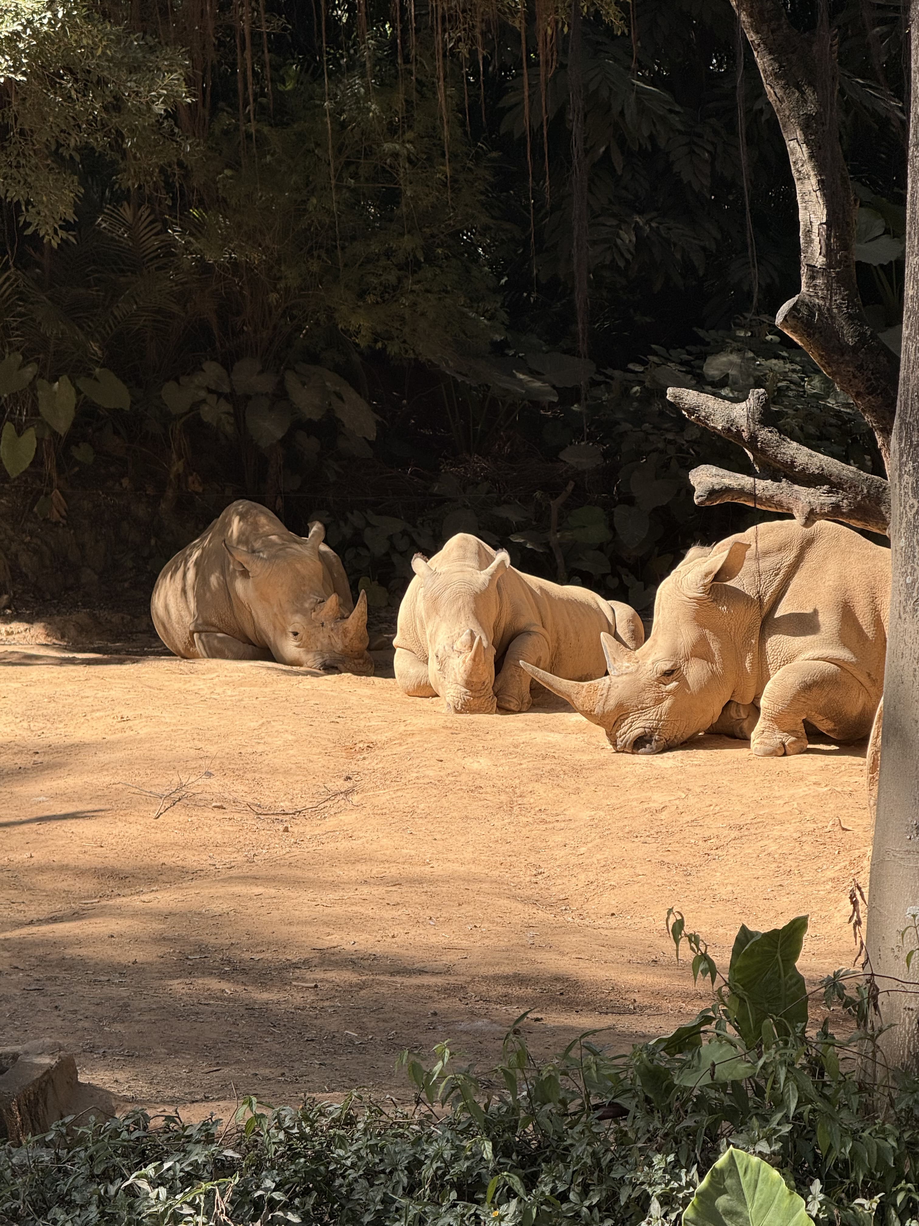 Сафари Chimelong, дом Брюса Ли и старый Гуанчжоу