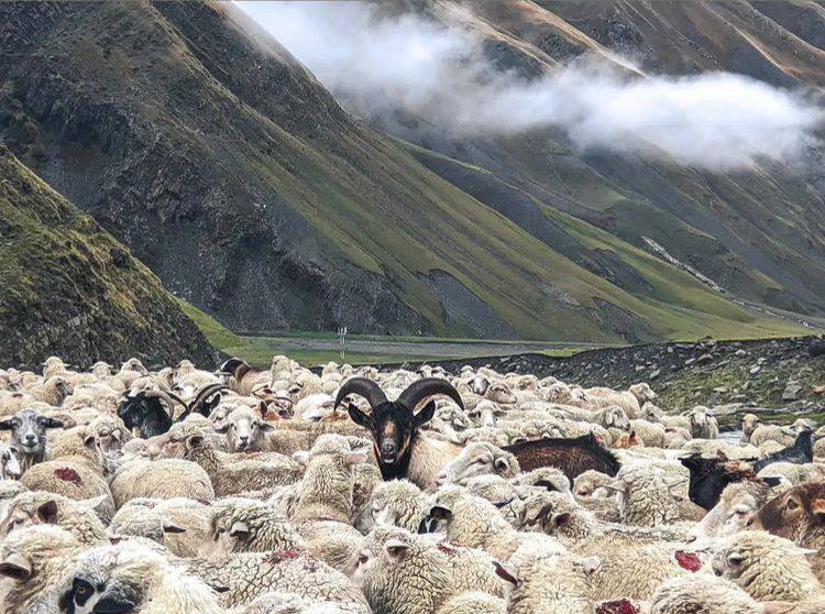 Влюбляющий Дагестан: 3 дня Реально Всё включено! (239/242)