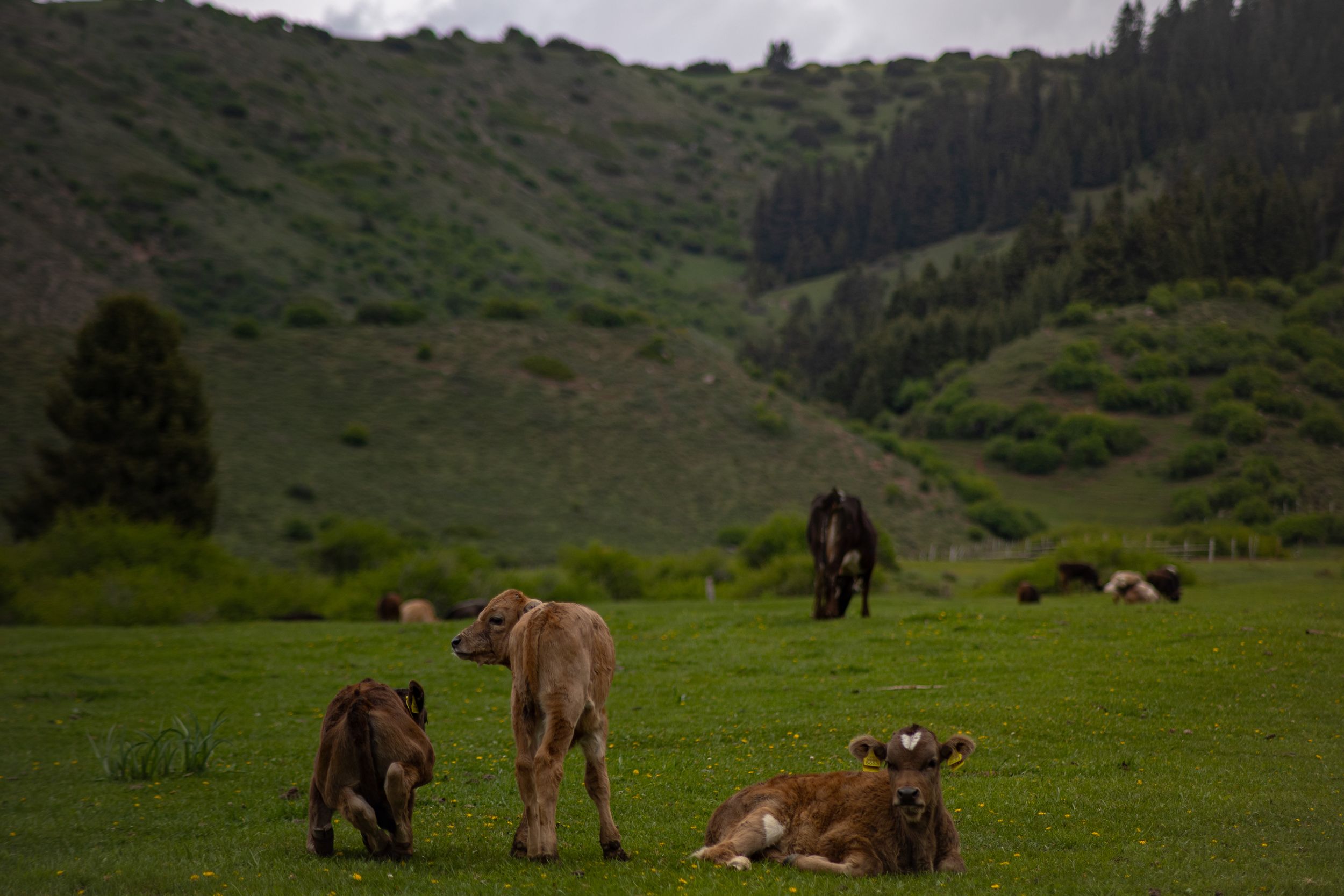 Солнечный Кыргызстан с профессиональным фотографом (14/45)
