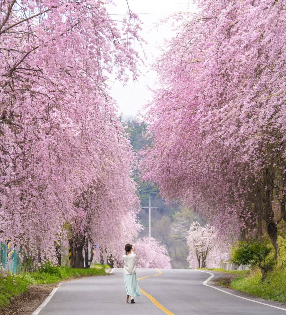 Beauty Тур мечты в Южную Корею в сезон цветения сакуры. Premium тур (31/52)