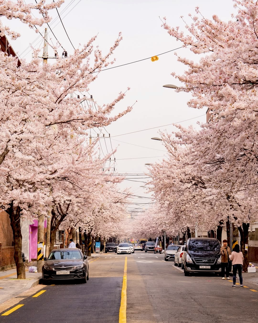 Beauty Тур мечты в Южную Корею в сезон цветения сакуры. Premium тур (29/52)