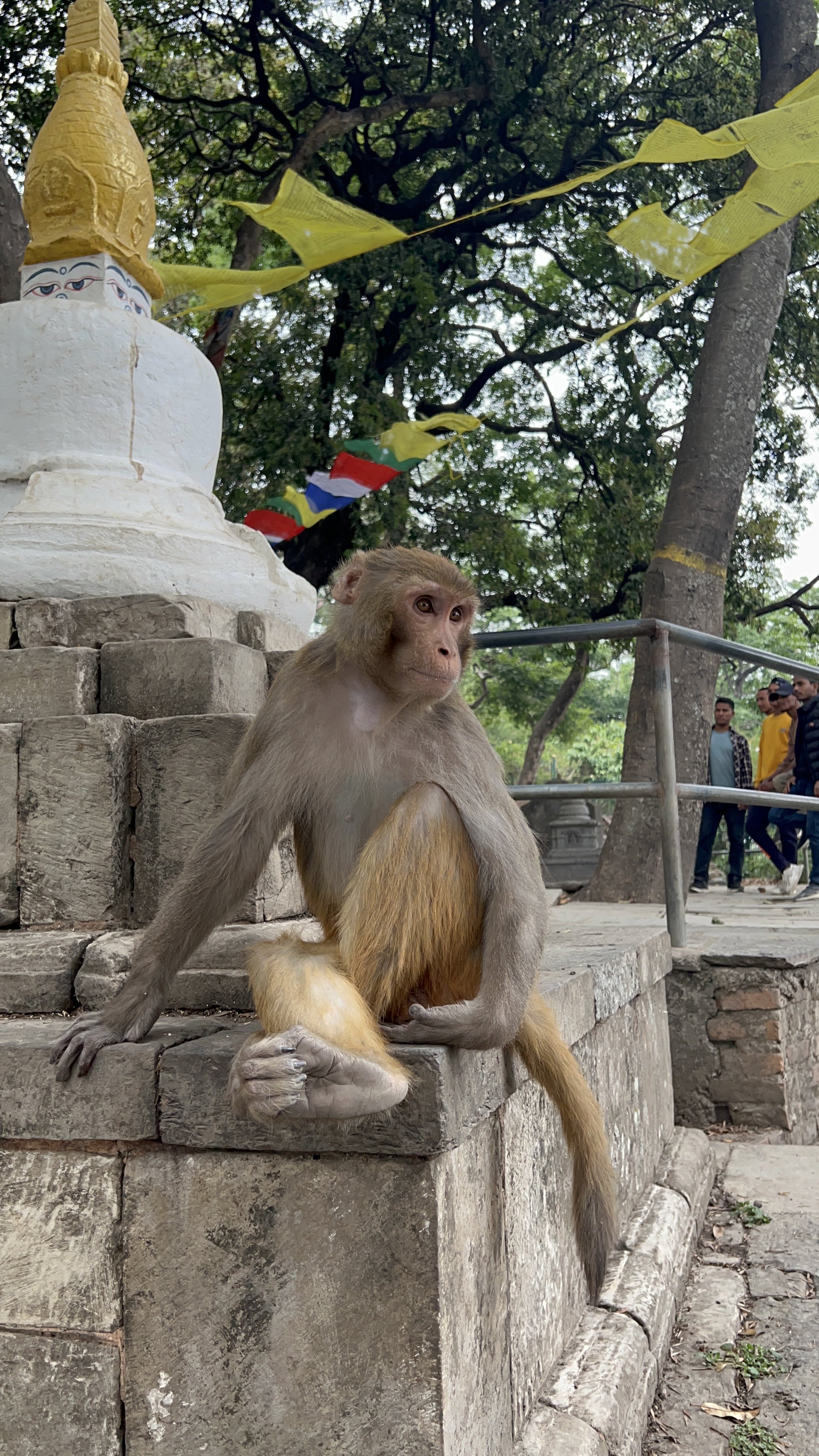 Восхождение на Мера Пик: один из самых красивых маршрутов в Гималаях (2/28)