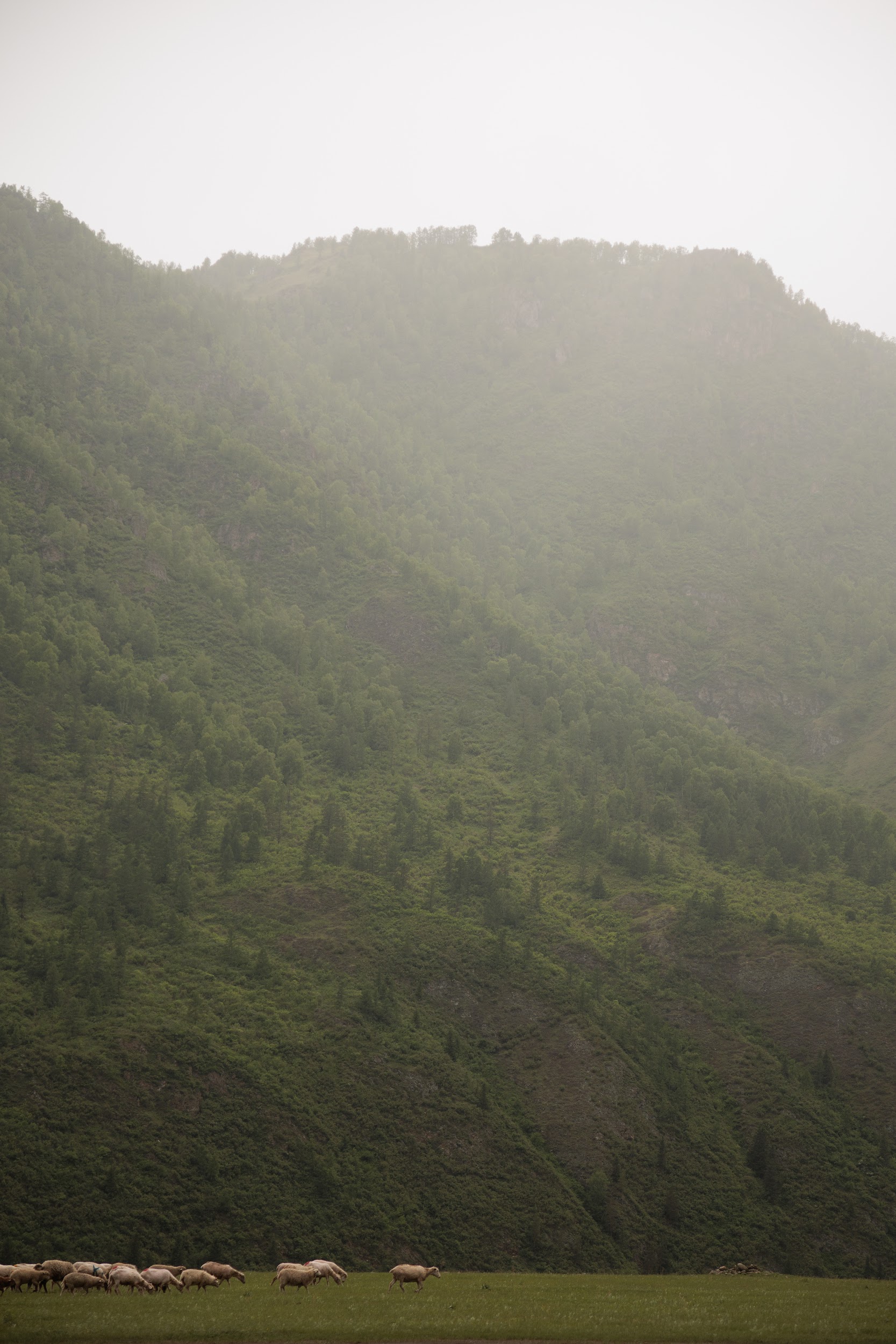 Йога-тур в долине неолита на Алтае! (21/49)