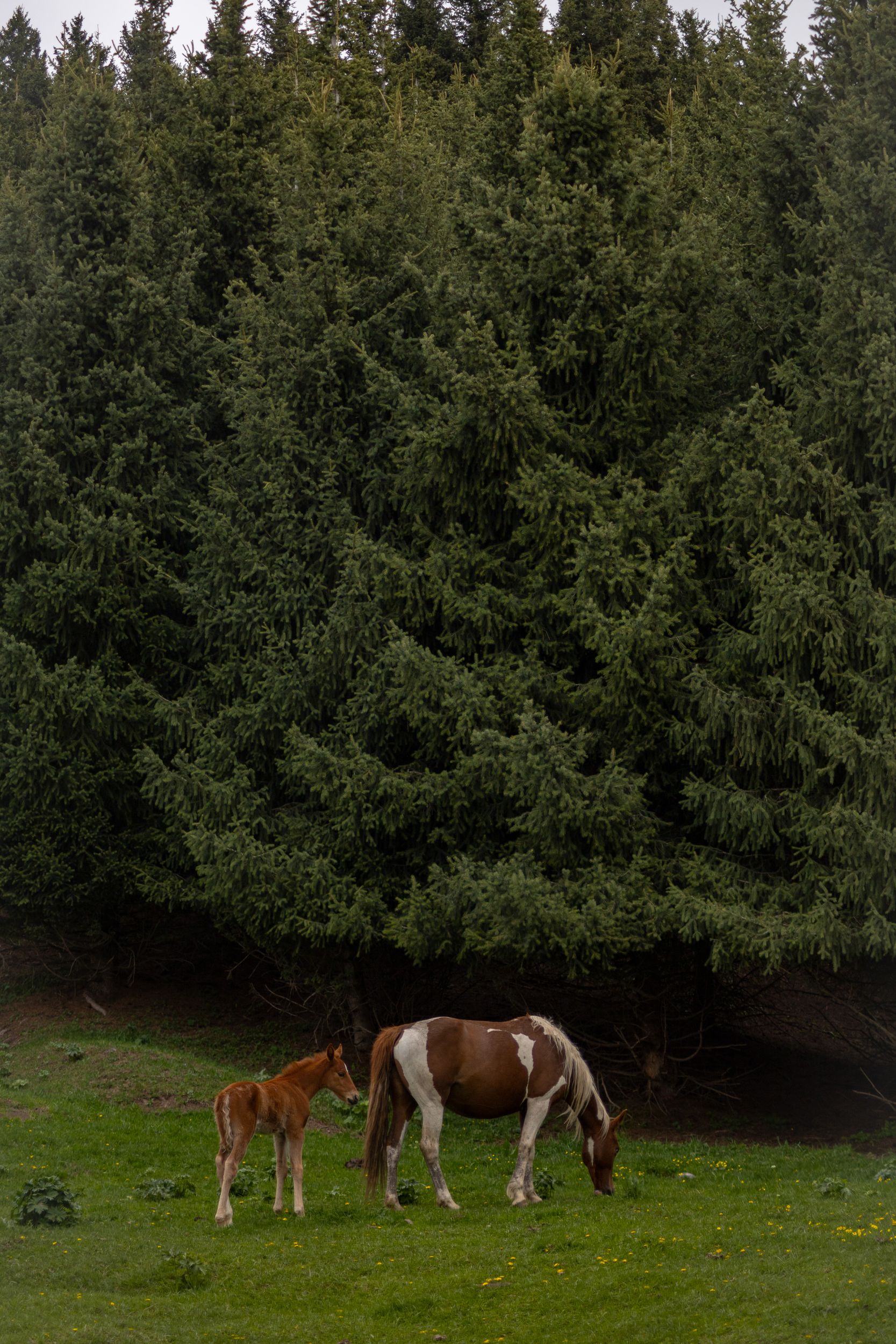 Солнечный Кыргызстан с профессиональным фотографом (15/45)