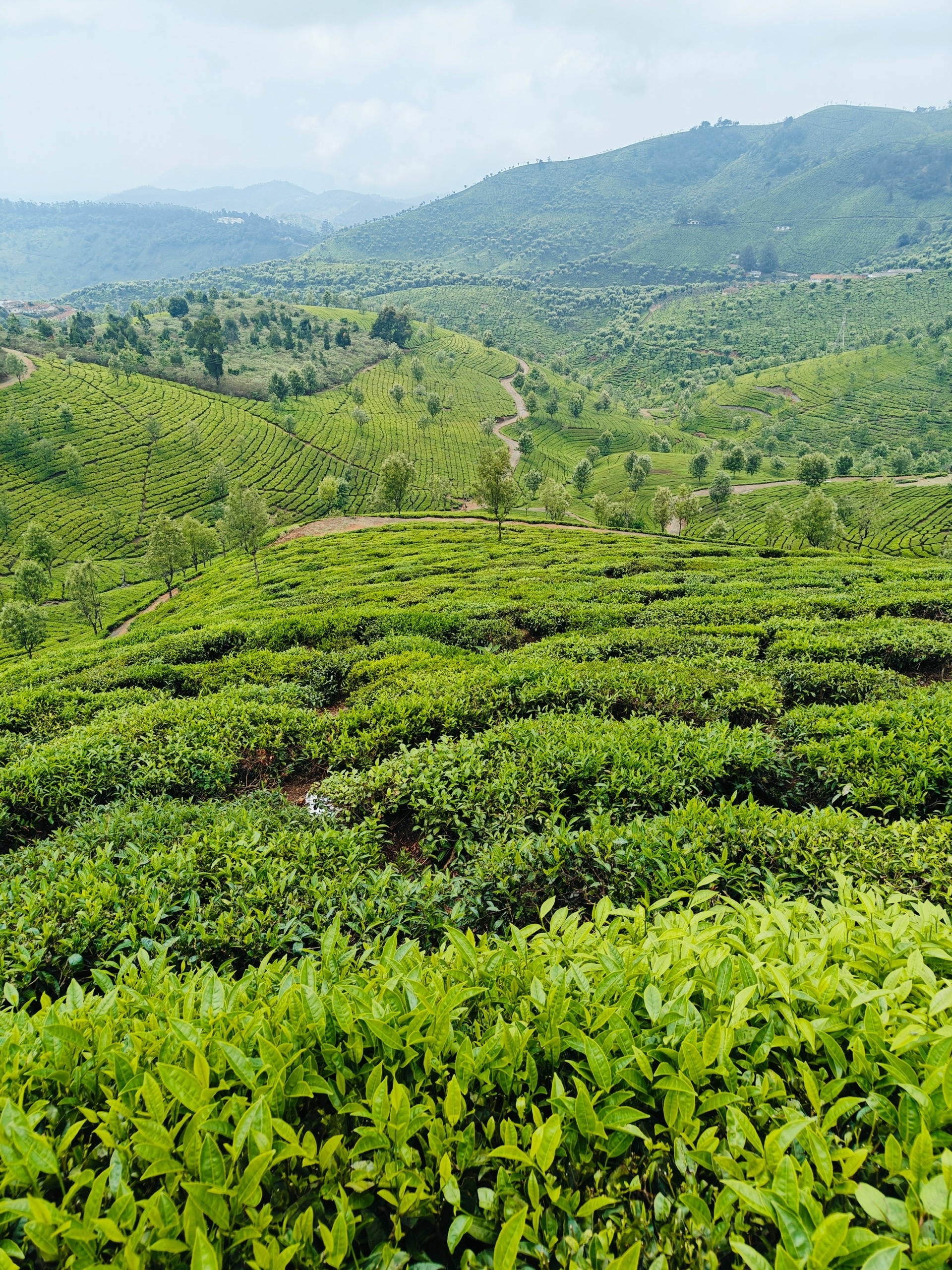 Непал. Марди Химал. Включено, дегустация чая, питание на треке, портеры, мастер класс (4/12)