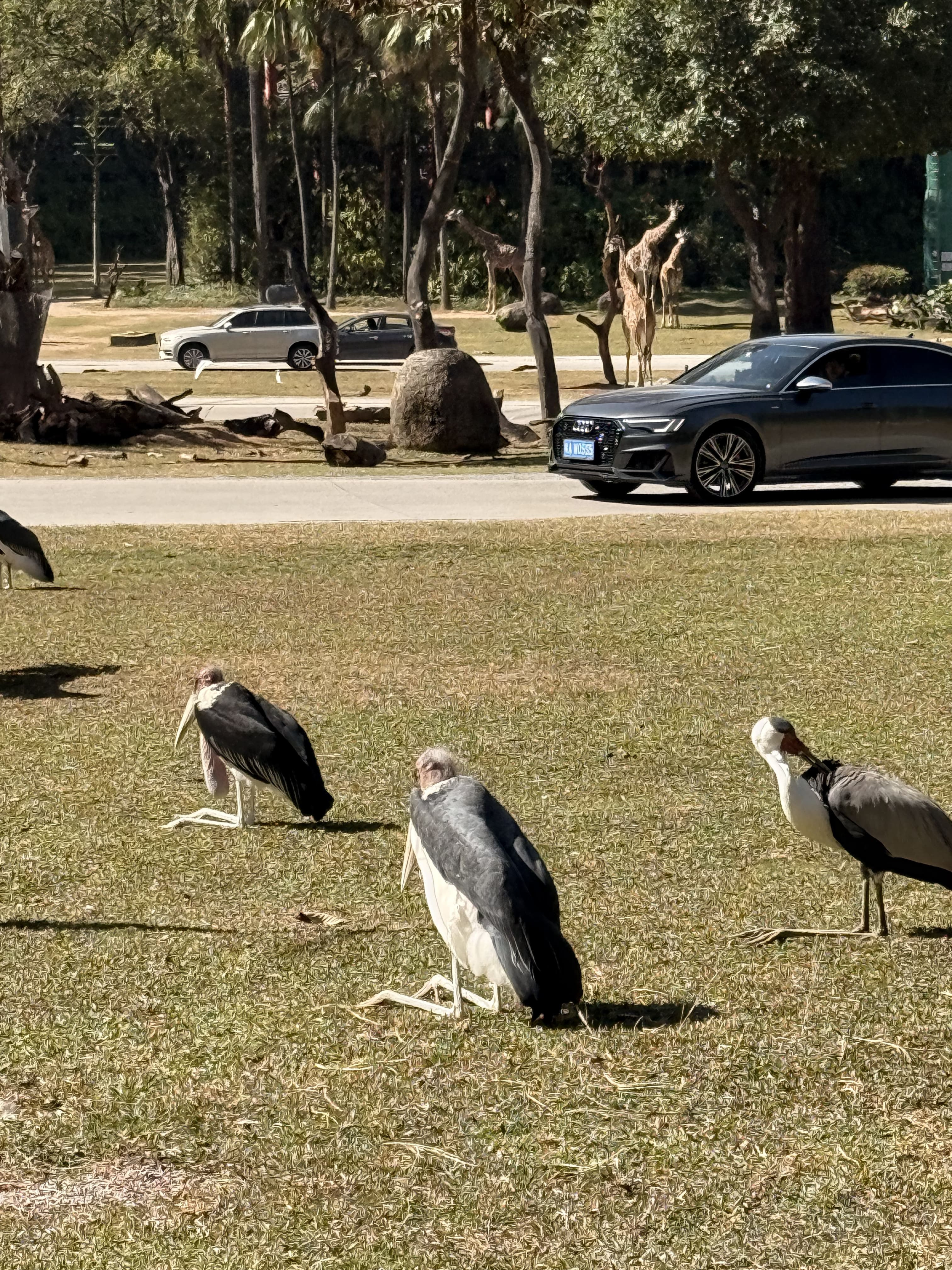 Сафари Chimelong, дом Брюса Ли и старый Гуанчжоу