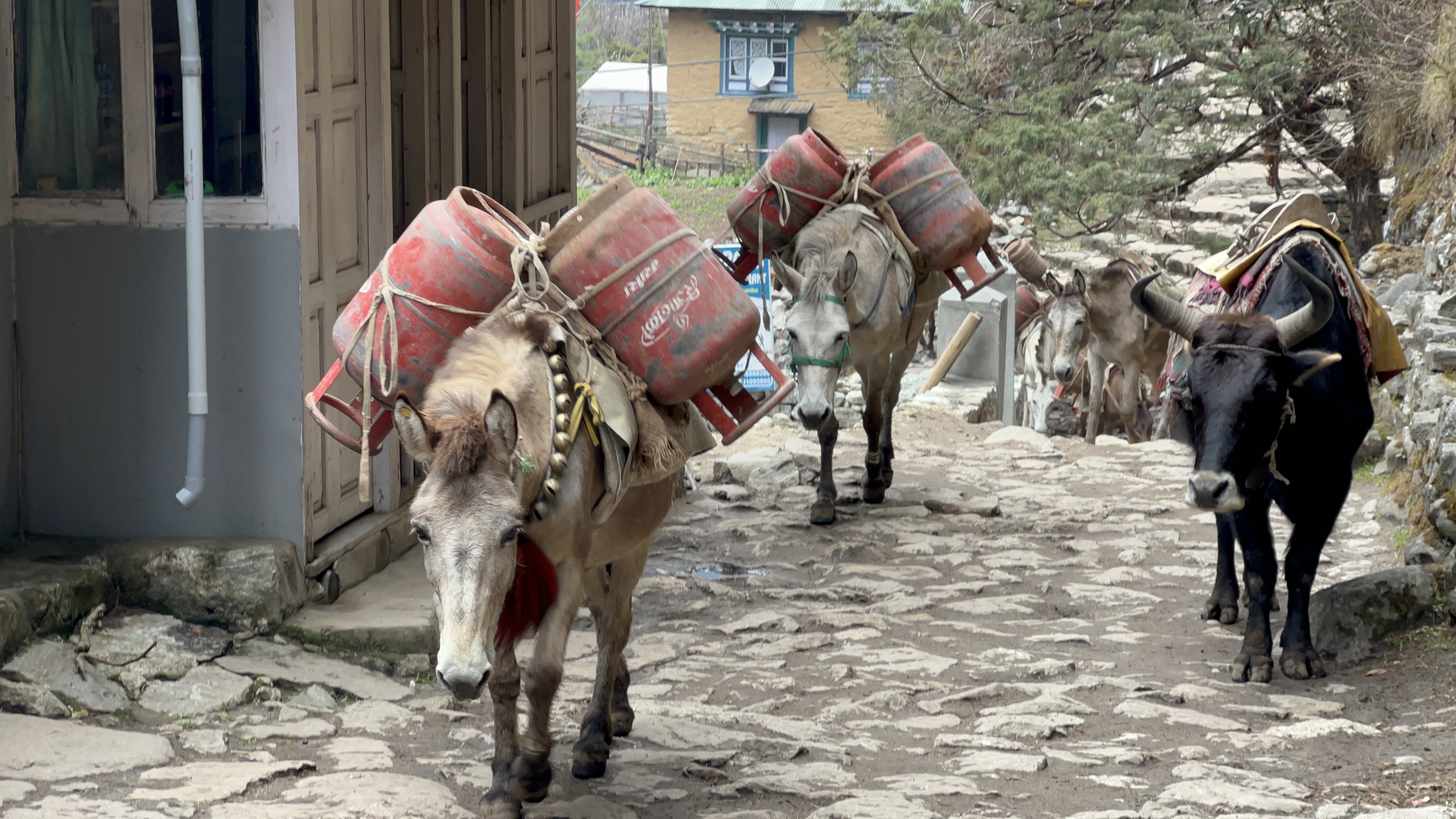 Восхождение на Мера Пик: один из самых красивых маршрутов в Гималаях (12/28)