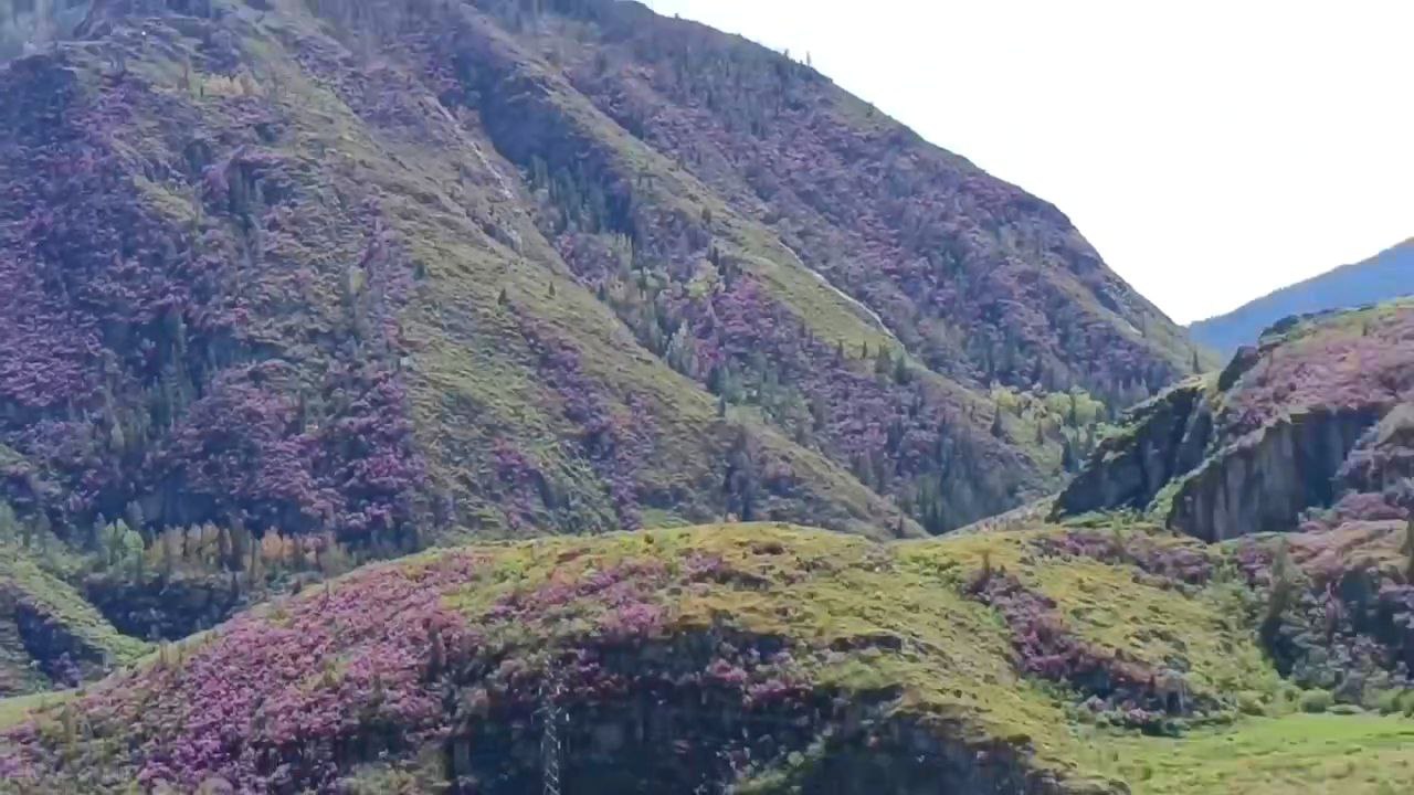 Однодневный фототур. Цветение маральника: Алтай в розовом цвету (6/10)