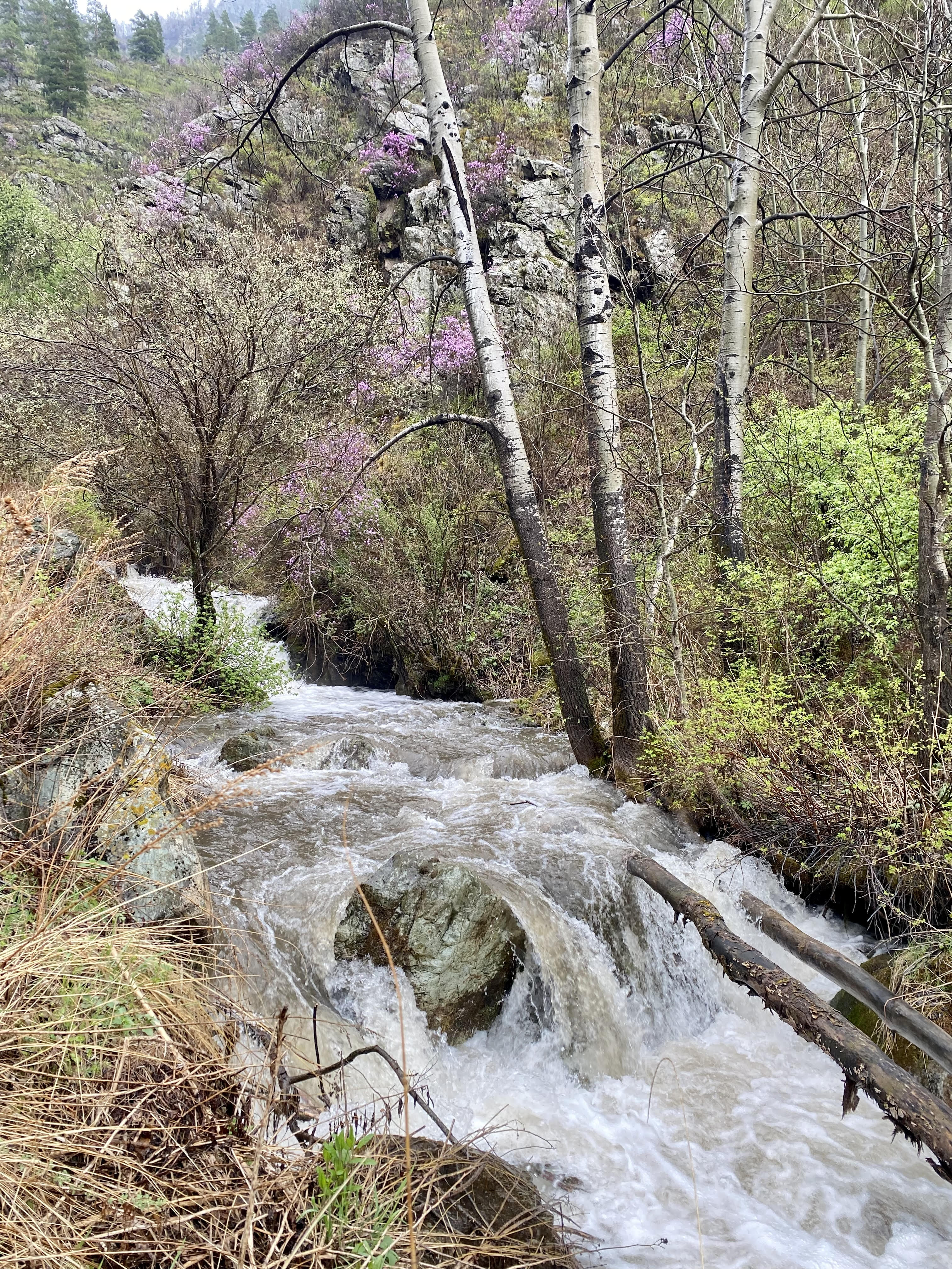 Йога-тур в долине неолита на Алтае! (14/49)