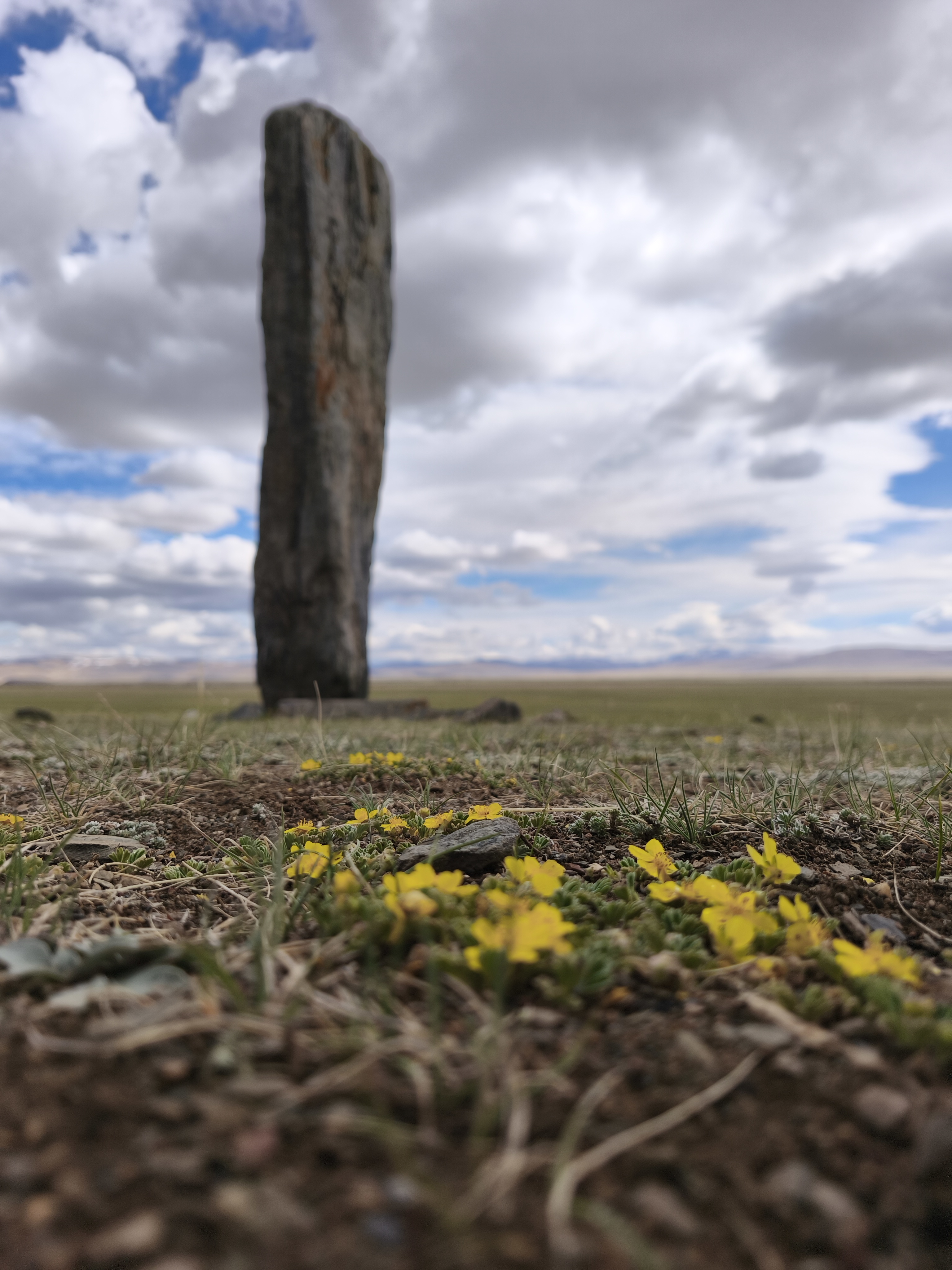 Цветение маральника. Автотур по Чуйскому тракту (15/28)